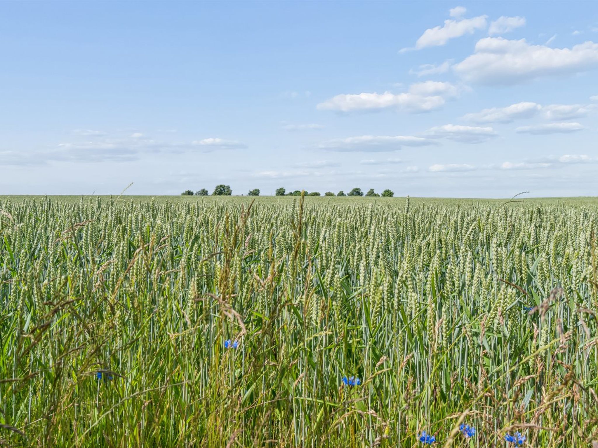 "Tanja" - 1.5km from the sea - Draußen