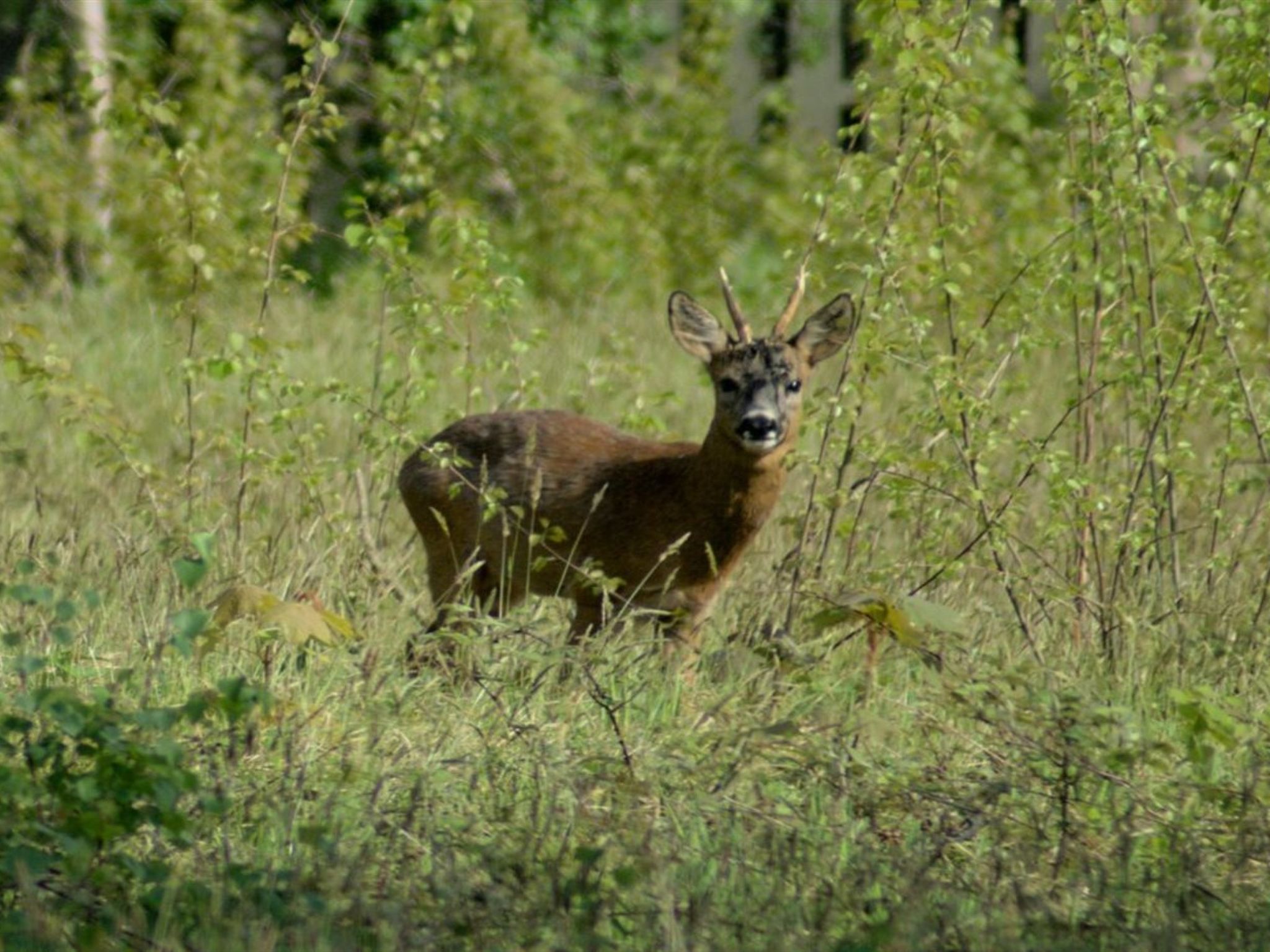 "Lillebror" - 900m from the sea-Draußen
