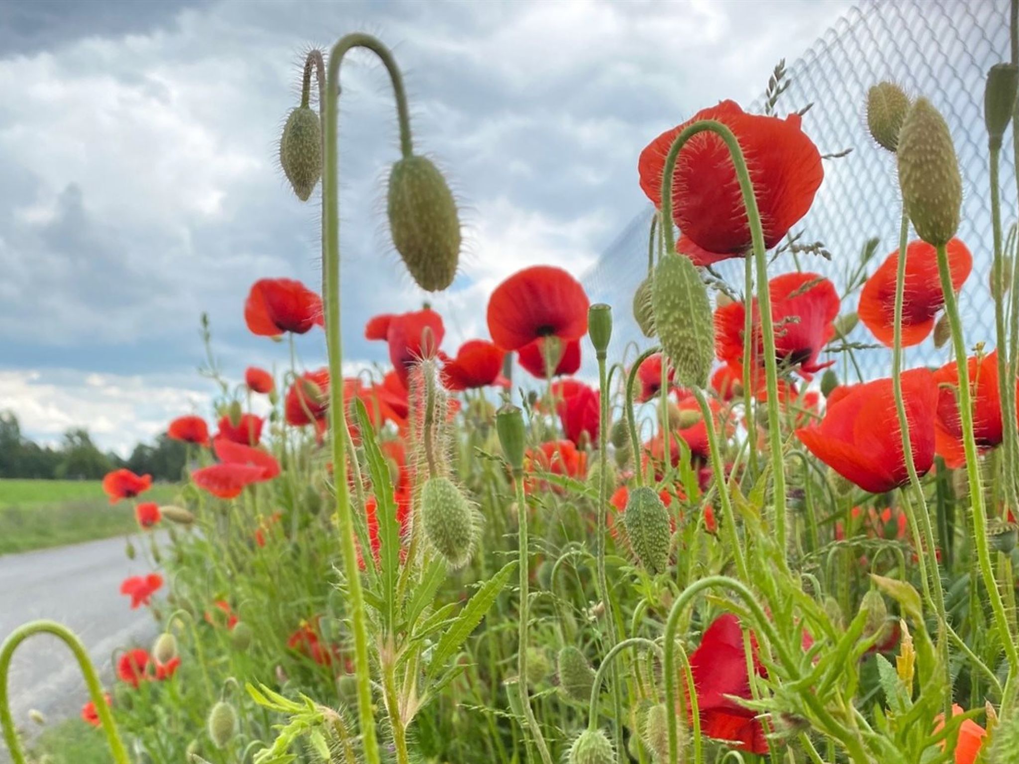 "Askan" - 200m from the sea - Draußen