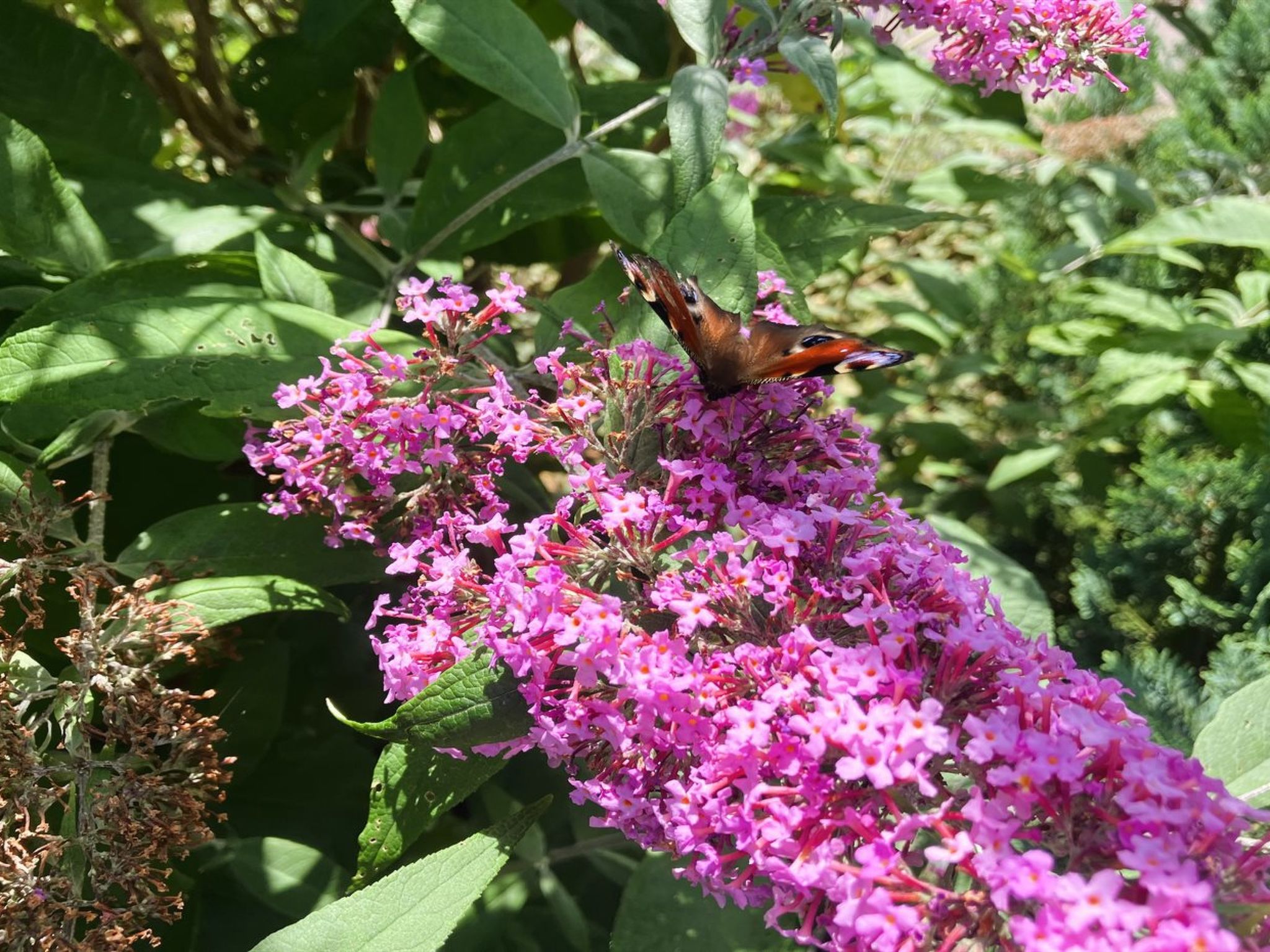 "Thessa" - 4km from the sea-Outside