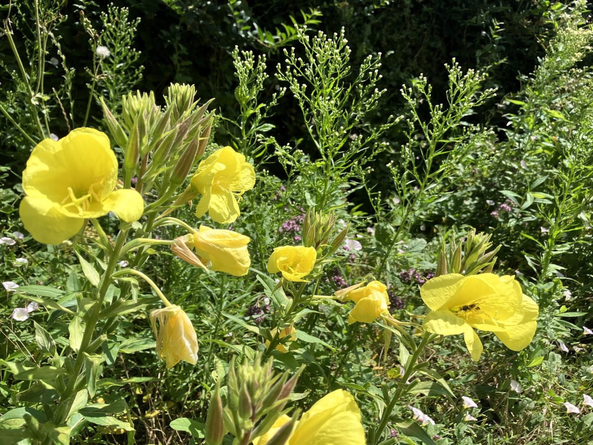 "Thessa" - 4km from the sea-Outside