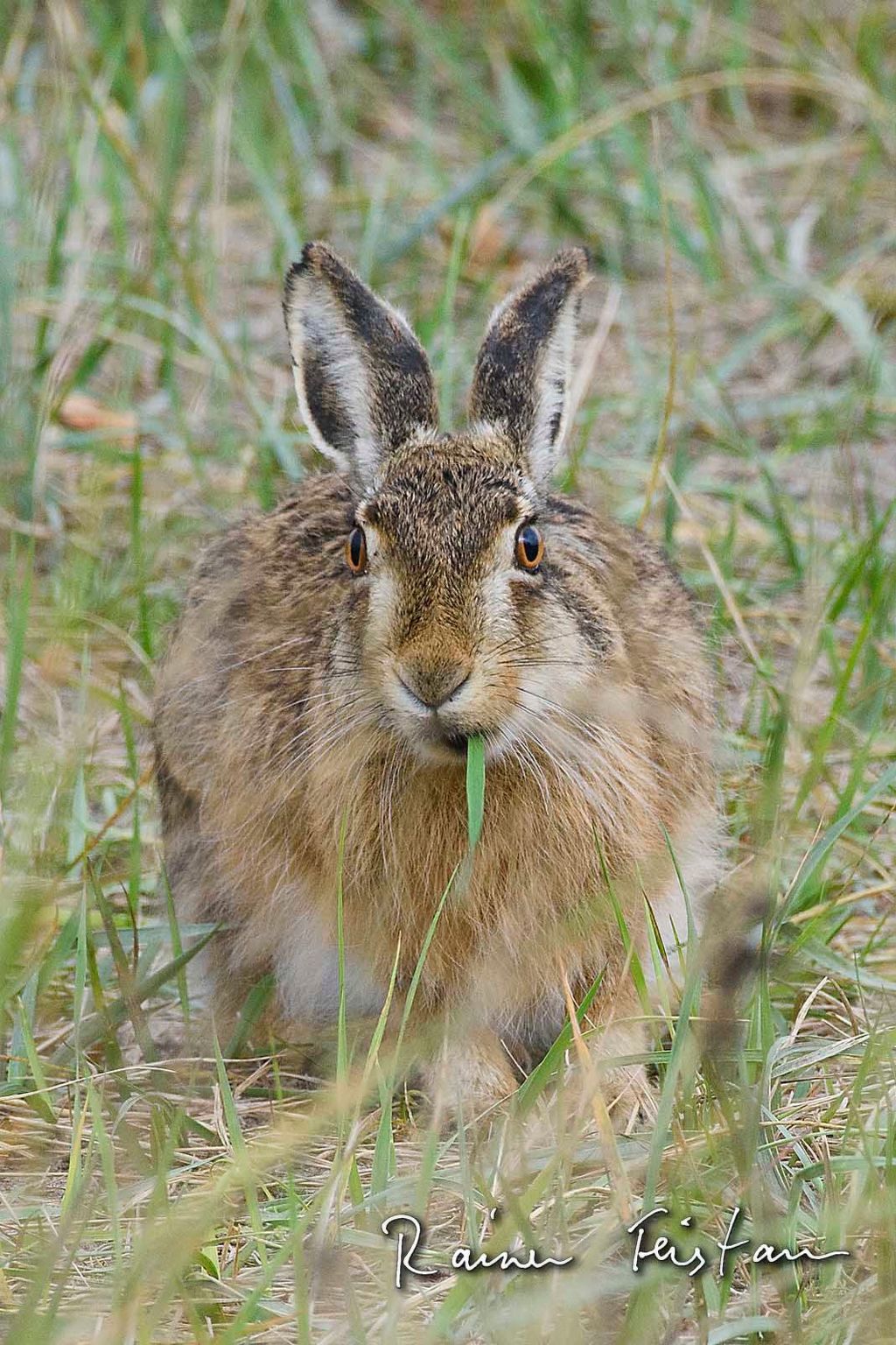 Skaerven Beachfront Wohnung C-Image-tags.info