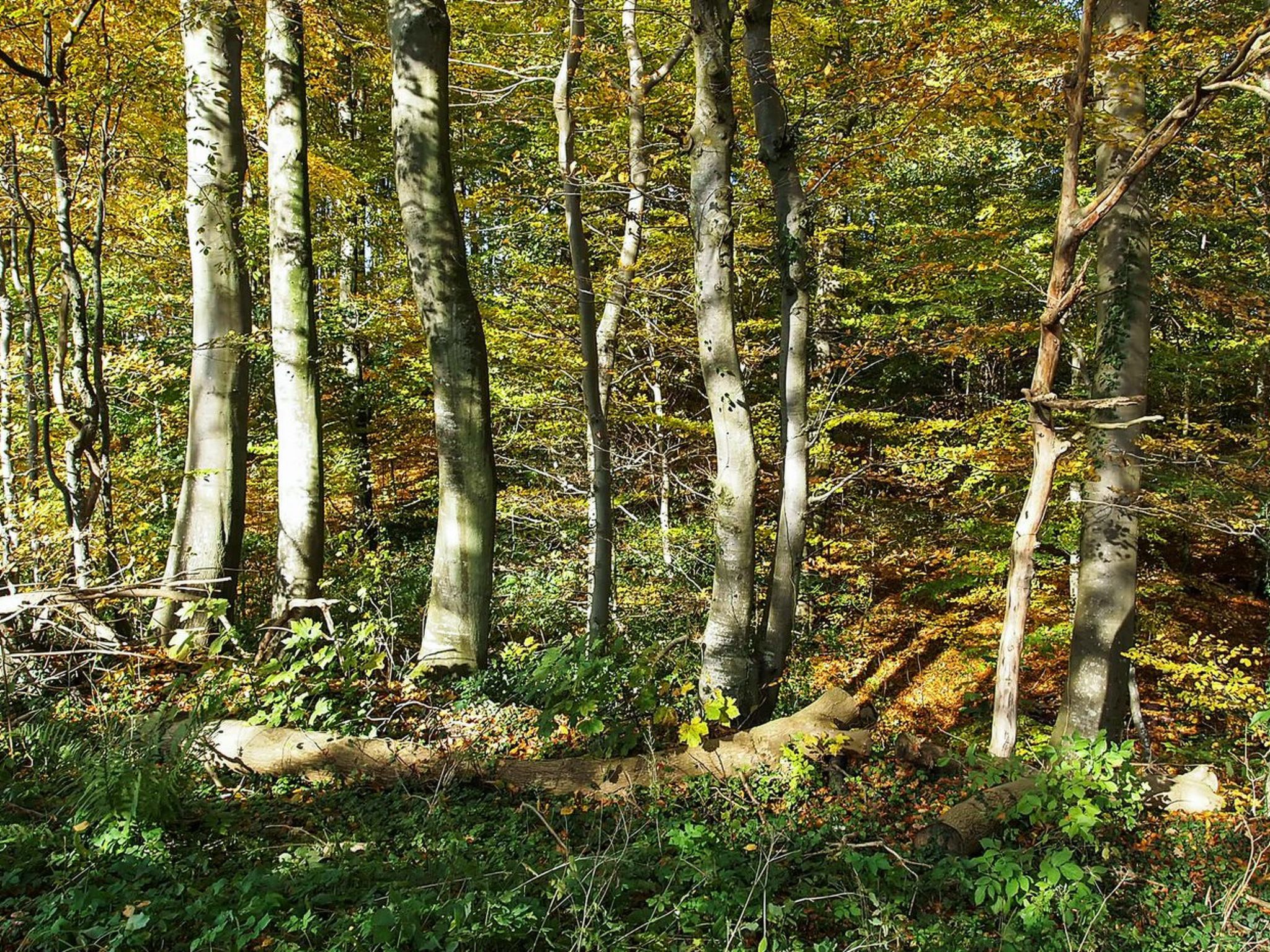 "Henrijette" - 200m from the sea - Draußen