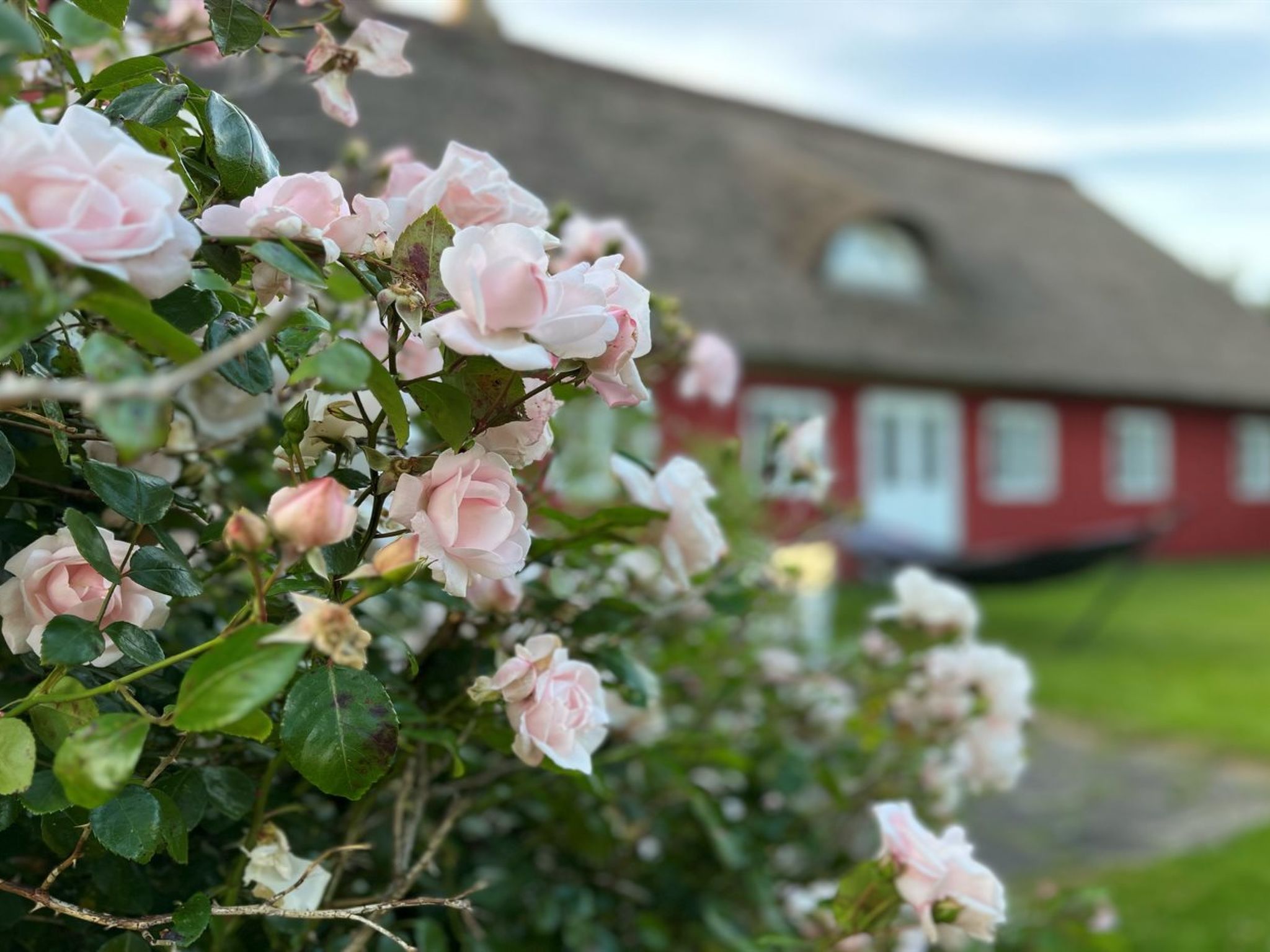 "Kielo" - 10km from the sea-Draußen