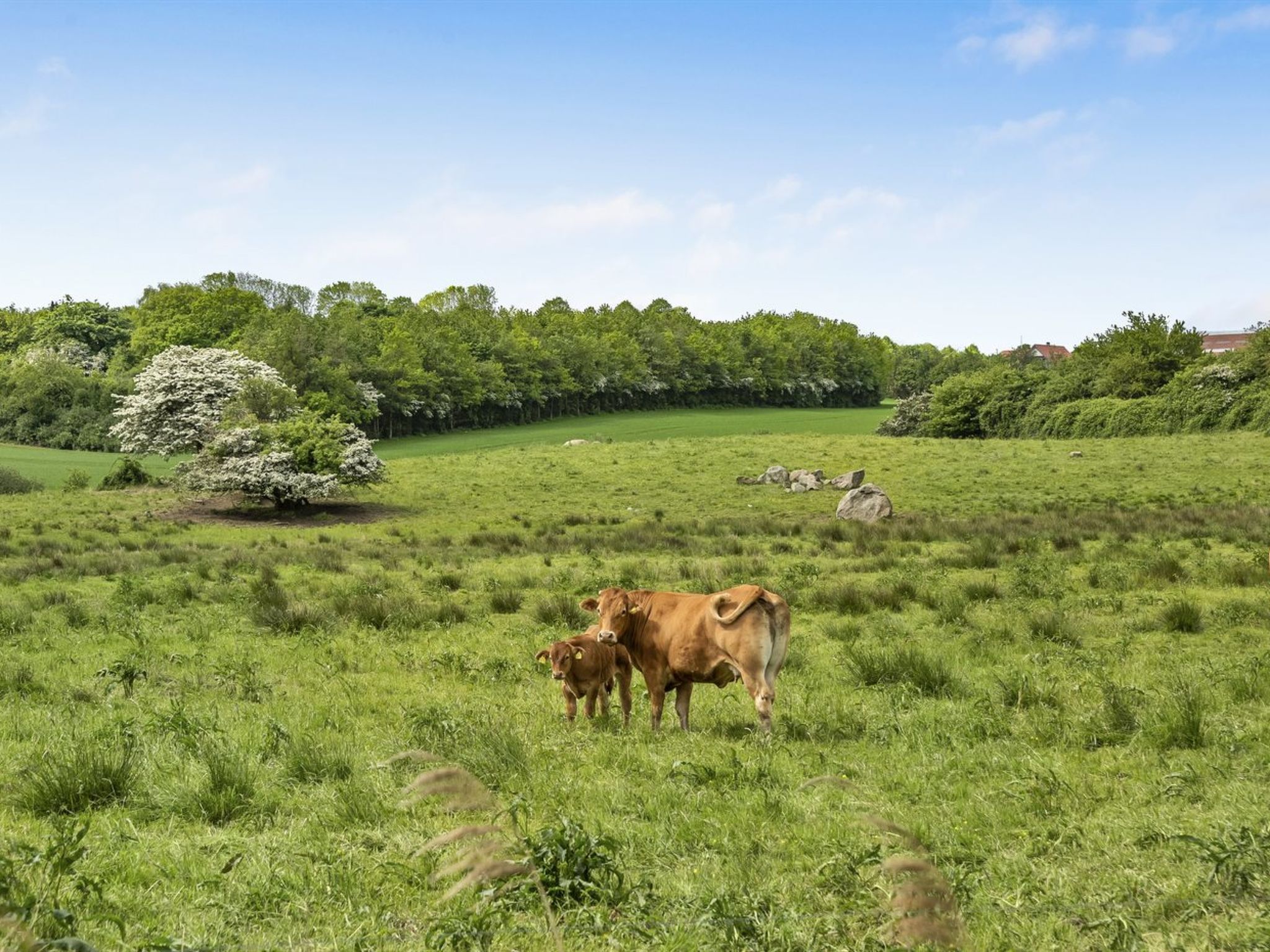 "Sigbritt" - 100m from the sea - Buiten