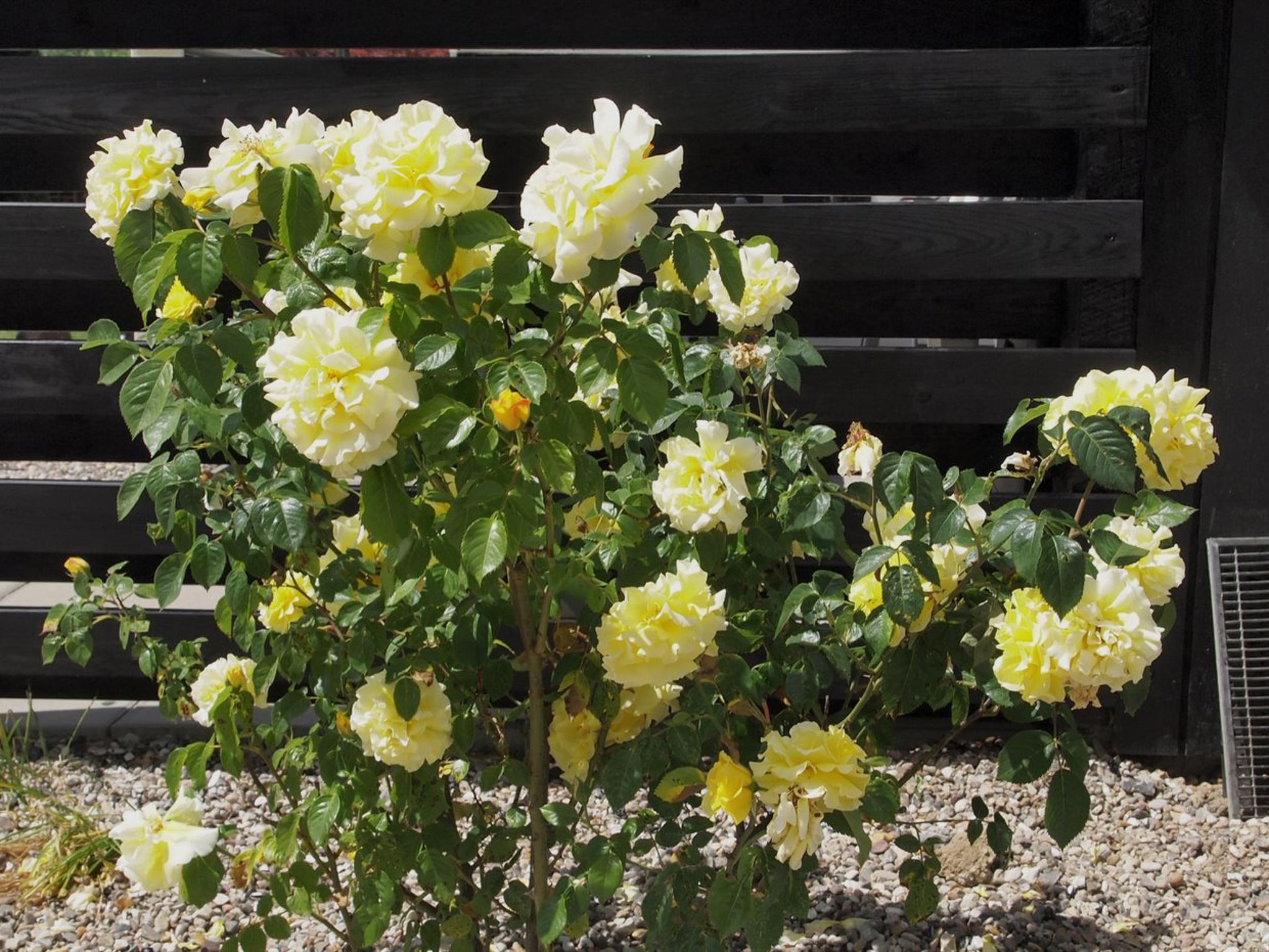 "Hortensia" - 350m from the sea - Buiten