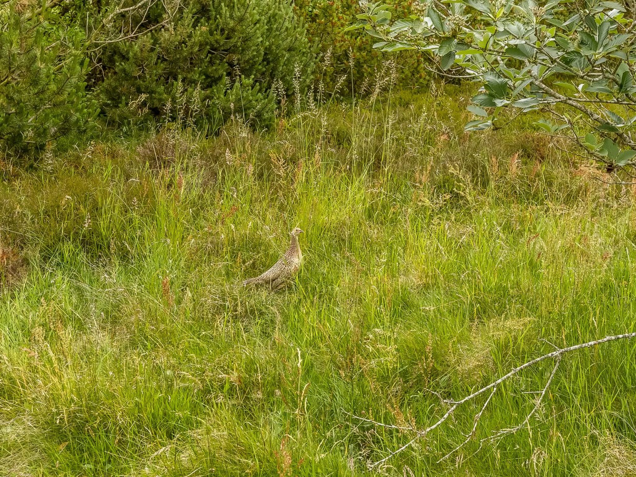 "Tuija" - 2.8km from the sea - Buiten