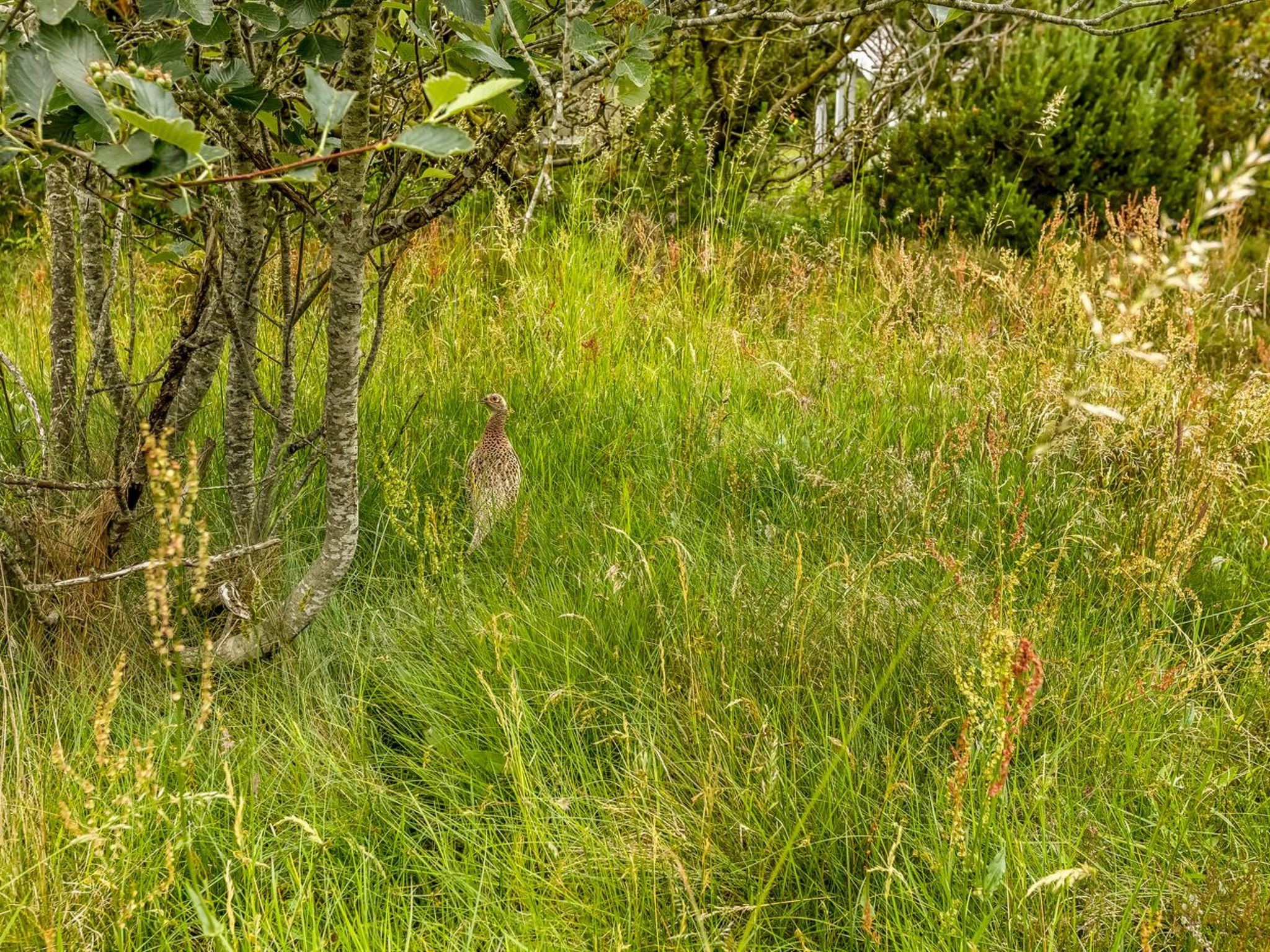 "Tuija" - 2.8km from the sea - Buiten