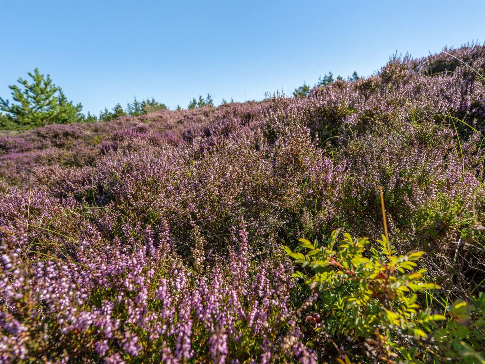 "Asdis" - 2.8km from the sea