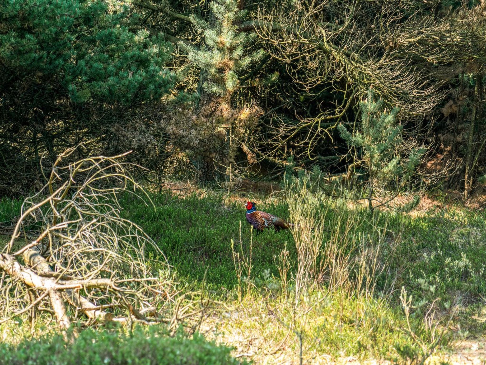 "Herborg" - 1km from the sea - Buiten