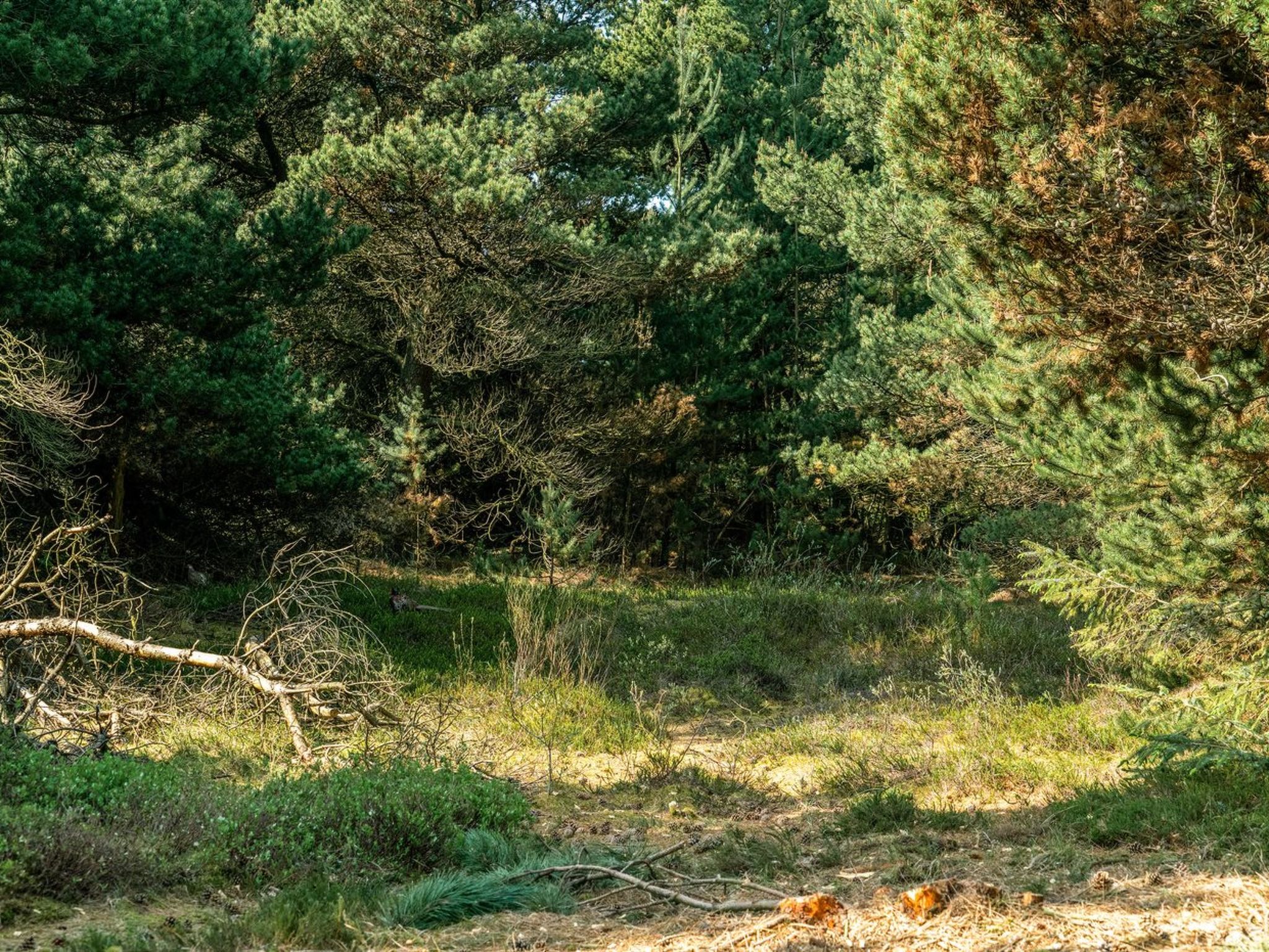 "Herborg" - 1km from the sea - Buiten