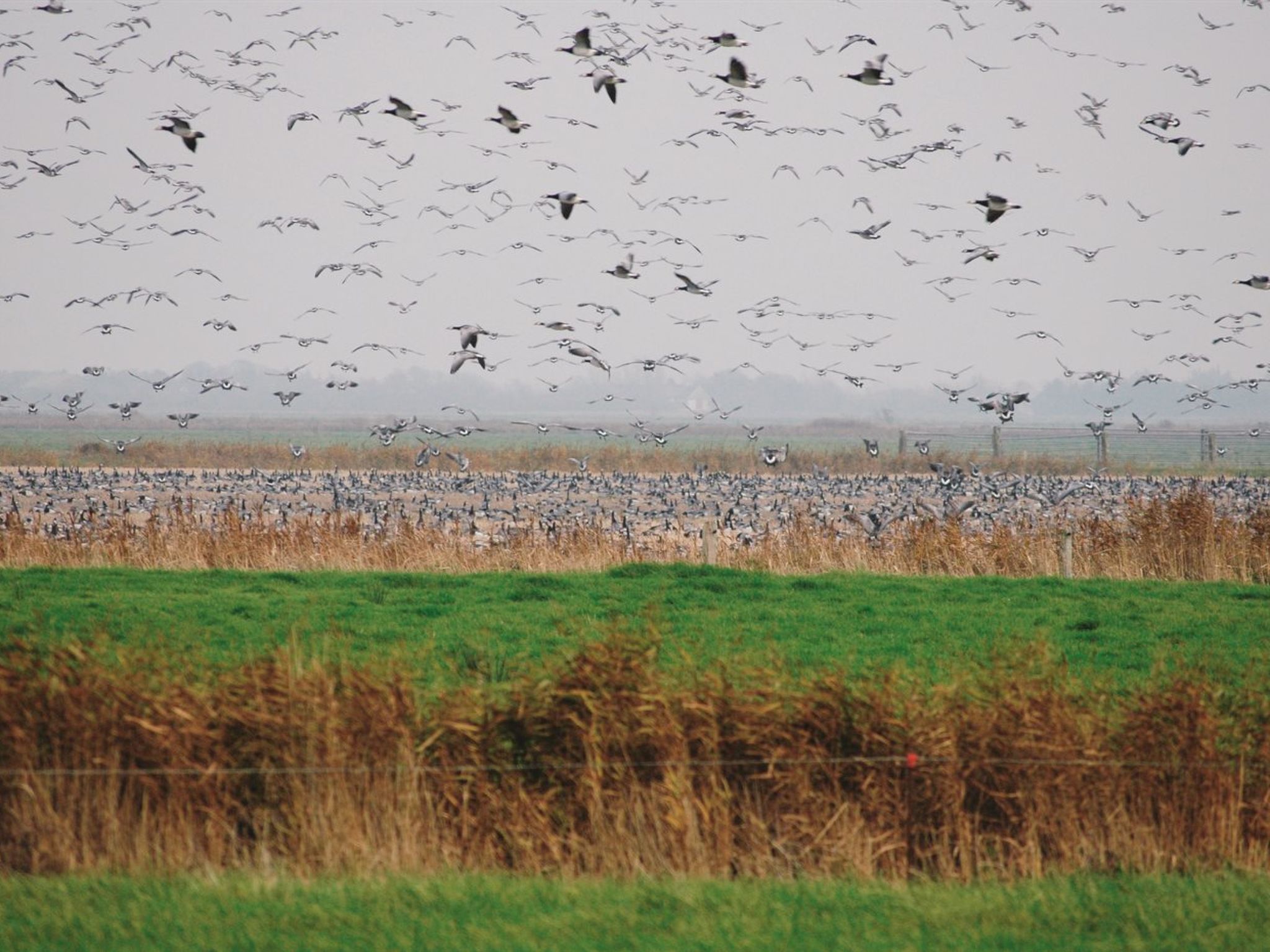 "Freek" - 400m from the sea-Buiten