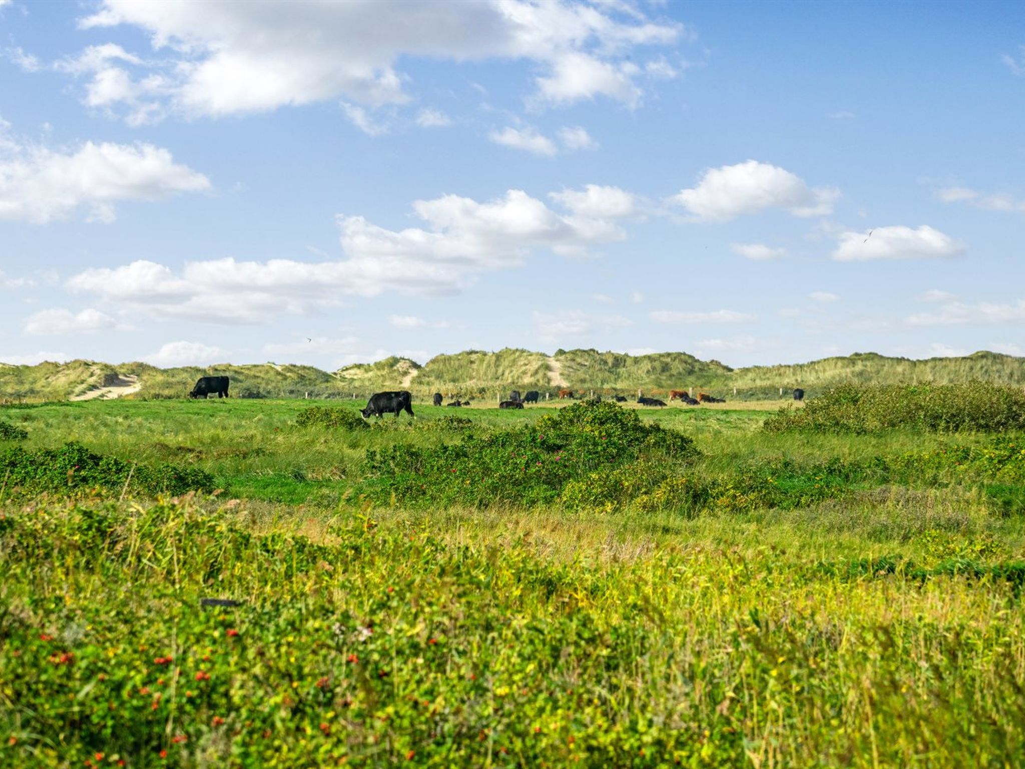 "Mortensen" - 350m from the sea - Buiten