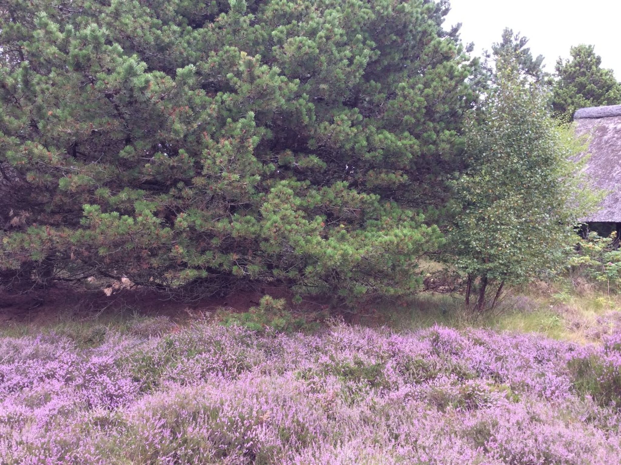 "Emilla" - 3.8km from the sea - Dehors