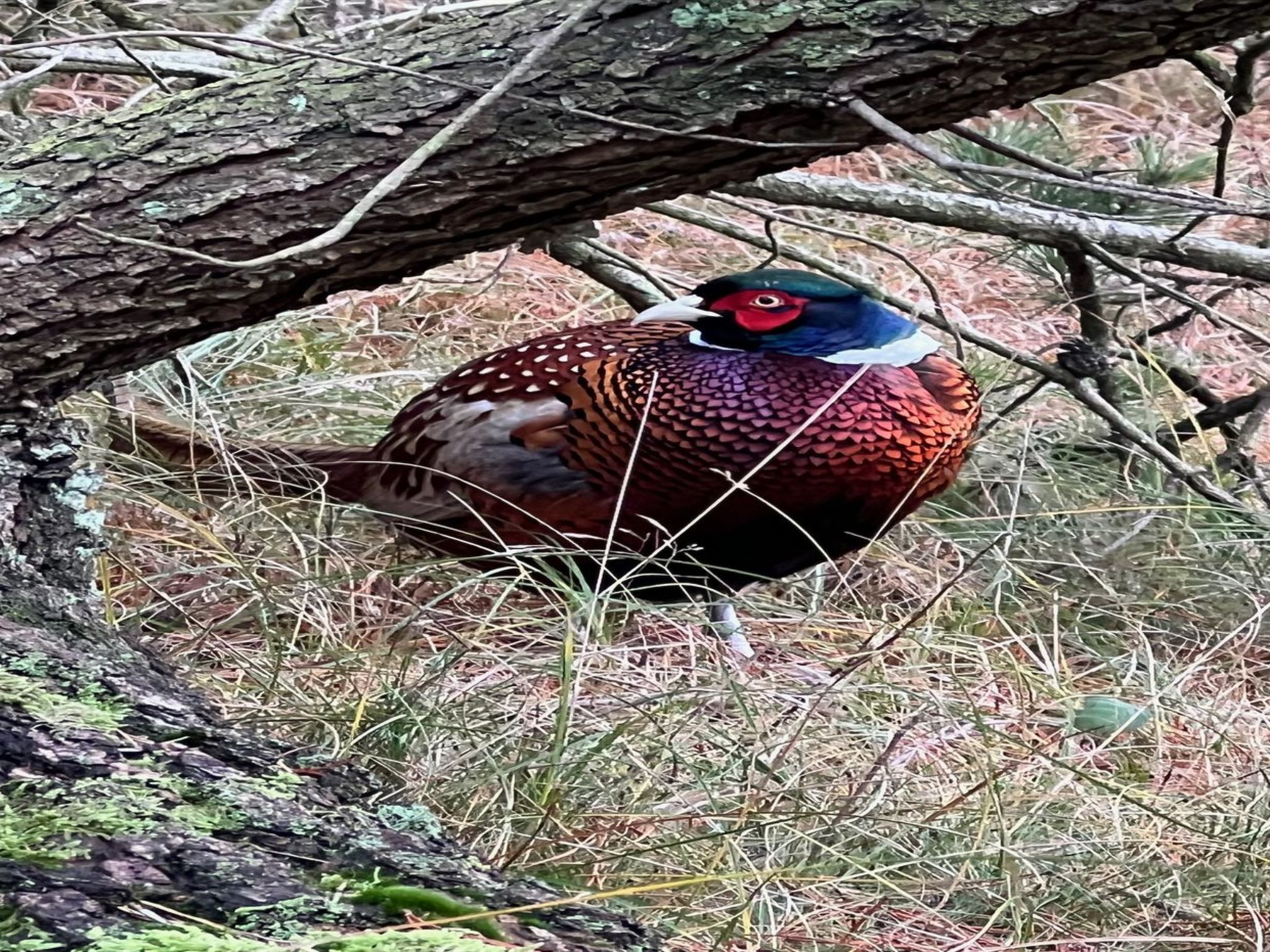 "Bogatin" - 1km from the sea