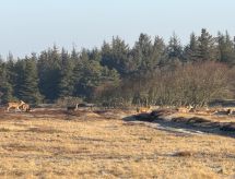 Vrijstaand vakantiehuis Thrugils bij Henne Strand voor 8 personen met sauna - thumbnail 4