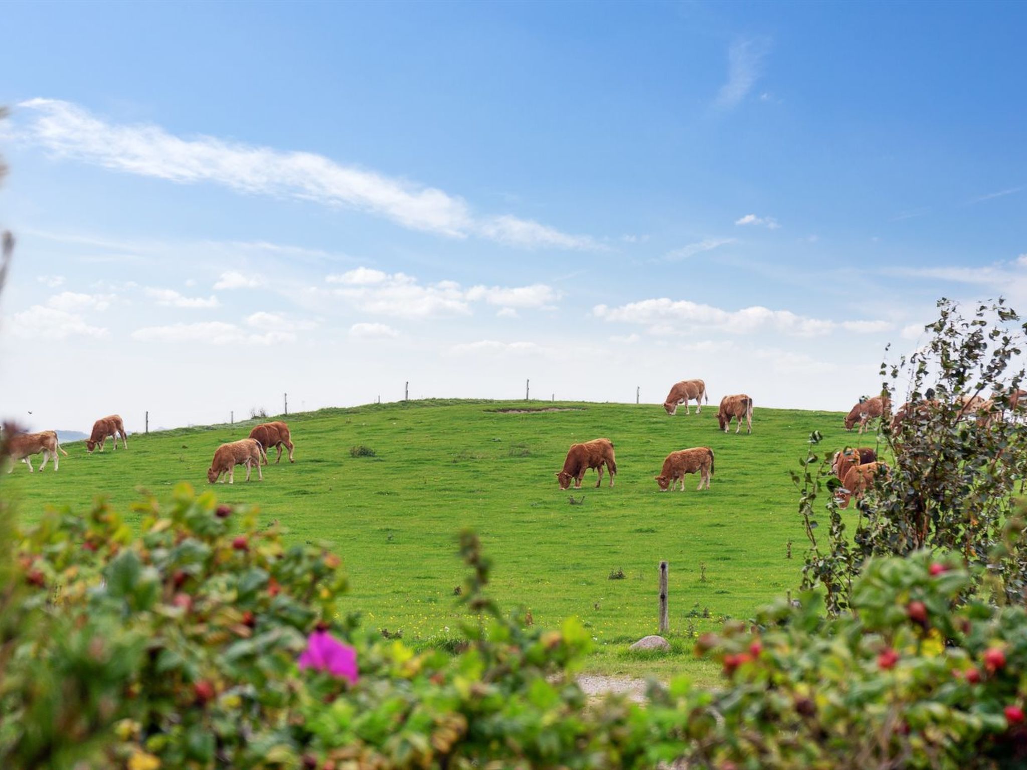 "Enwald" - 275m from the sea-Buiten