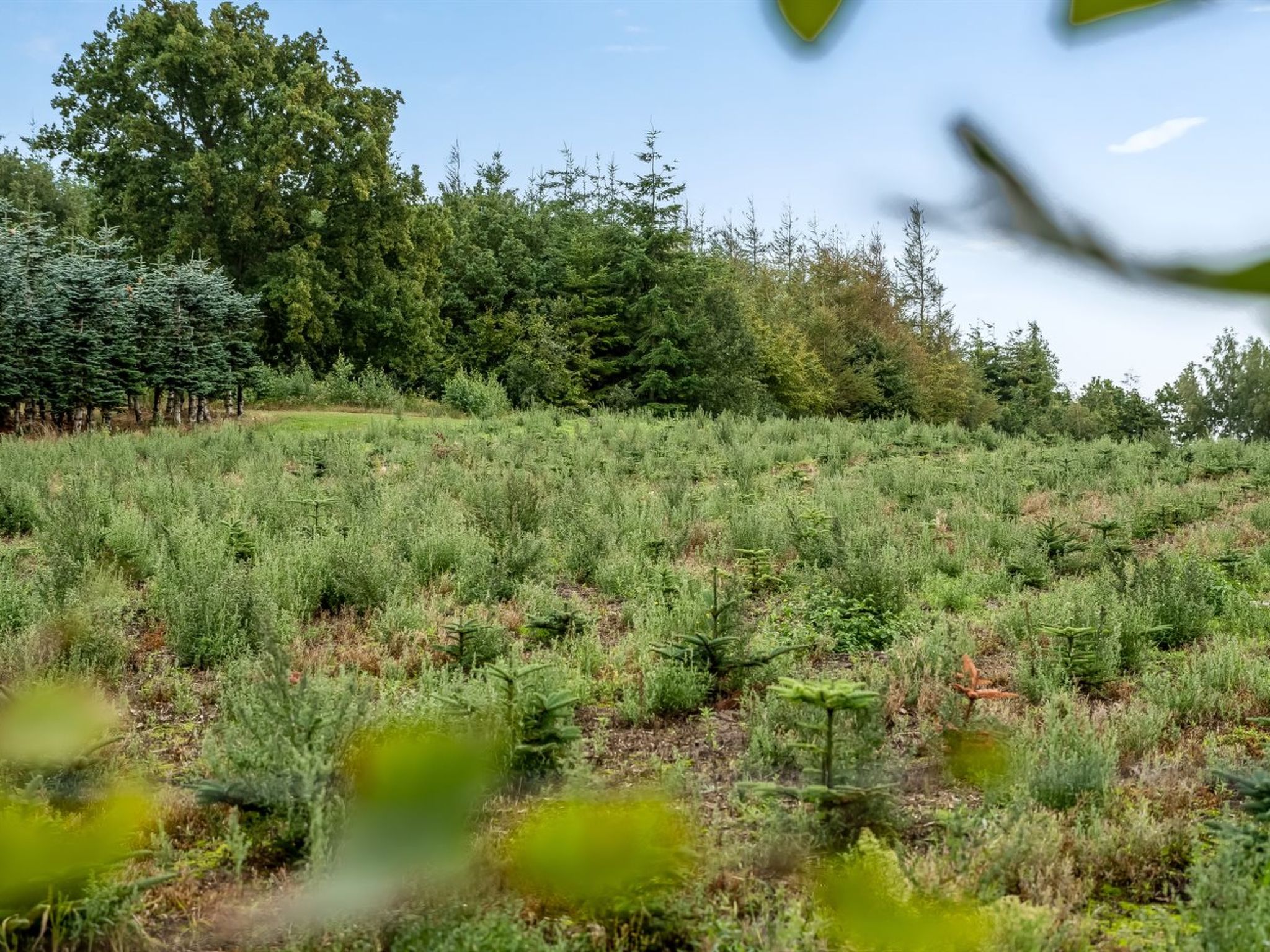 "Thorine" - 800m from the sea - Outside