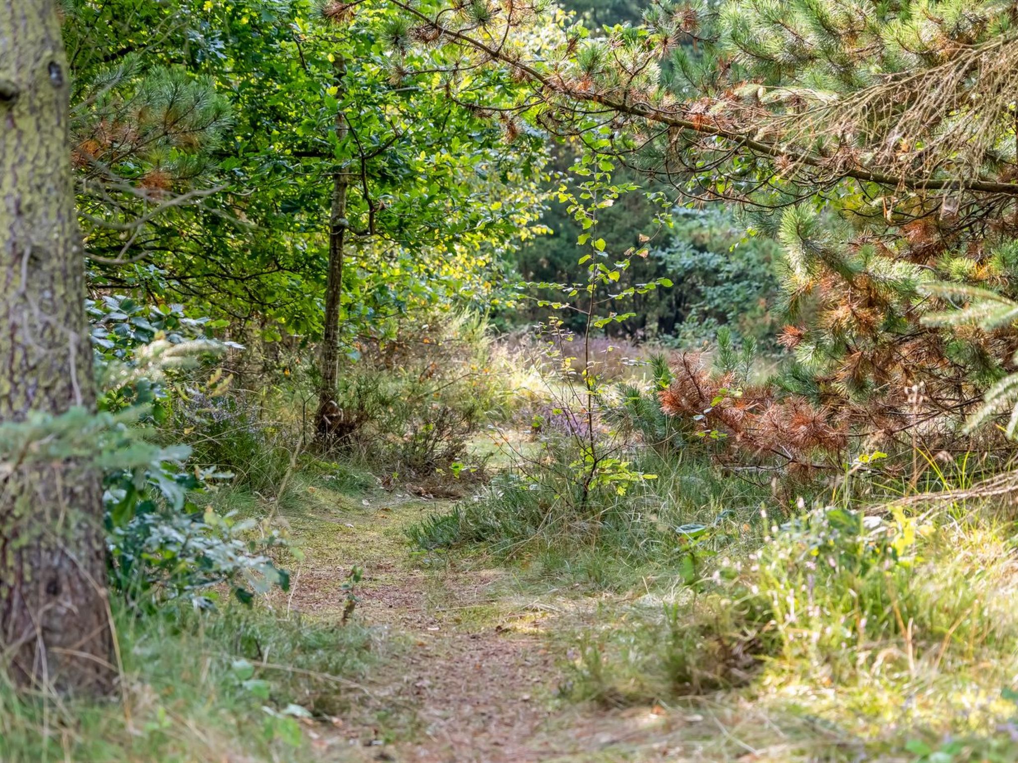 "Orvokki" - 125m from the sea - Buiten