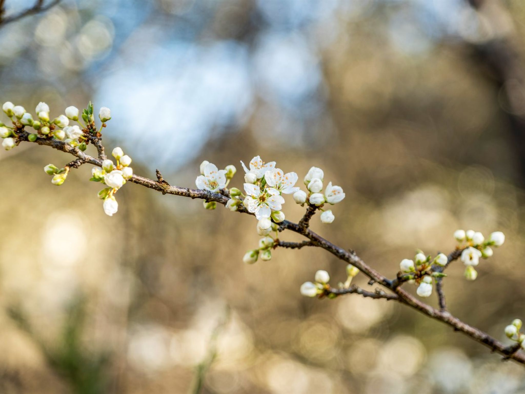 "Anneke" - 2km from the sea-Outside