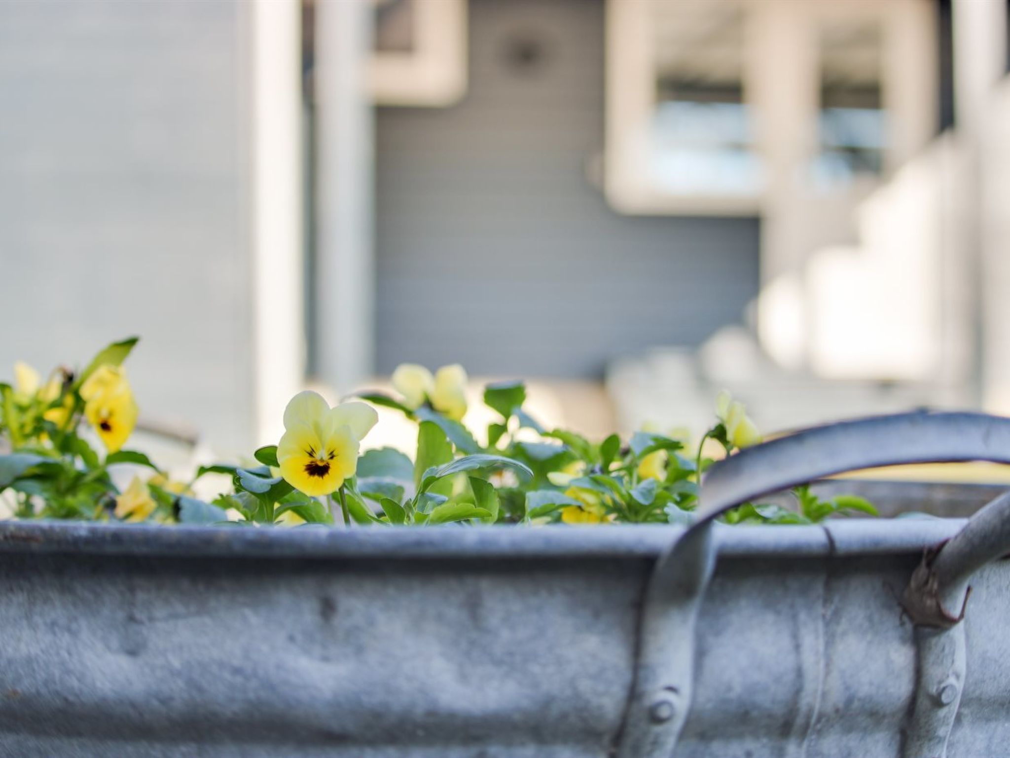 "Shaya" - 500m from the sea