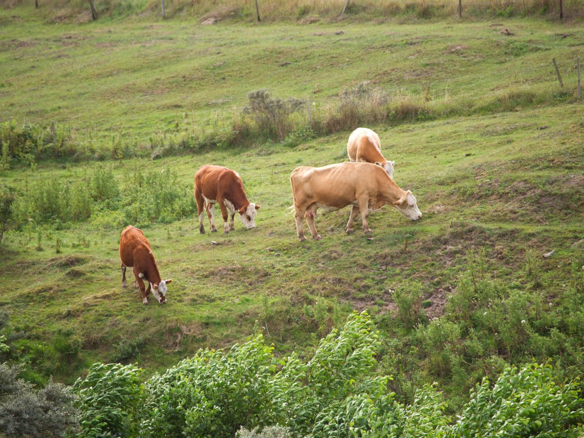 "Eeske" - 1km from the sea-Buiten