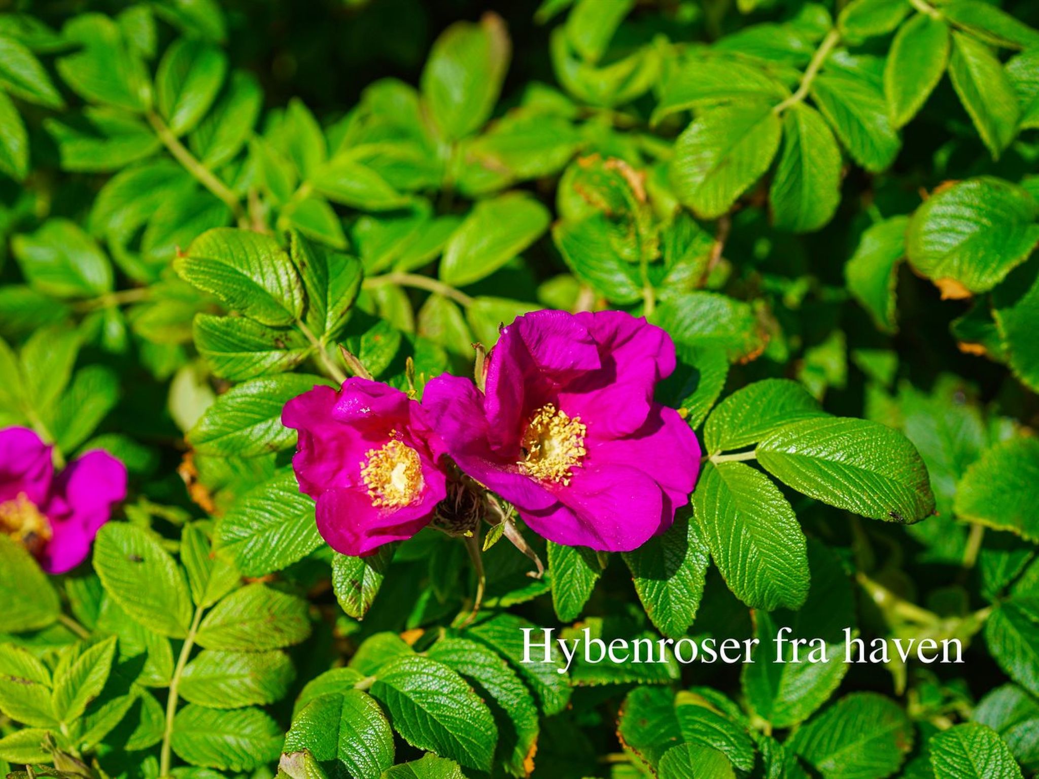 "Ingwald" - 50m from the sea - Buiten