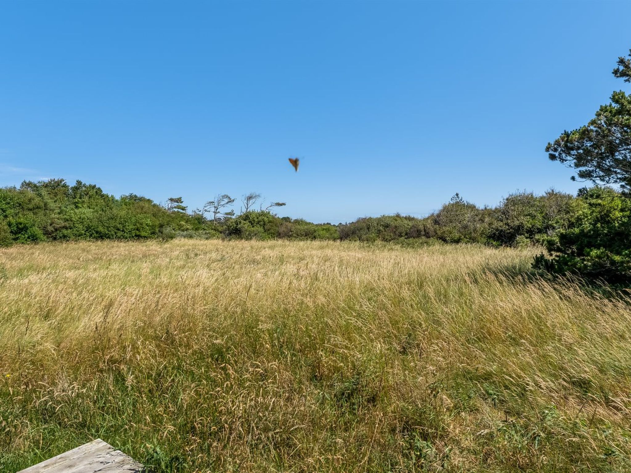 "Toska" - 800m from the sea - Draußen