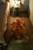 Sfeervol appartement met open haard in het hart van Borredà - thumbnail 5