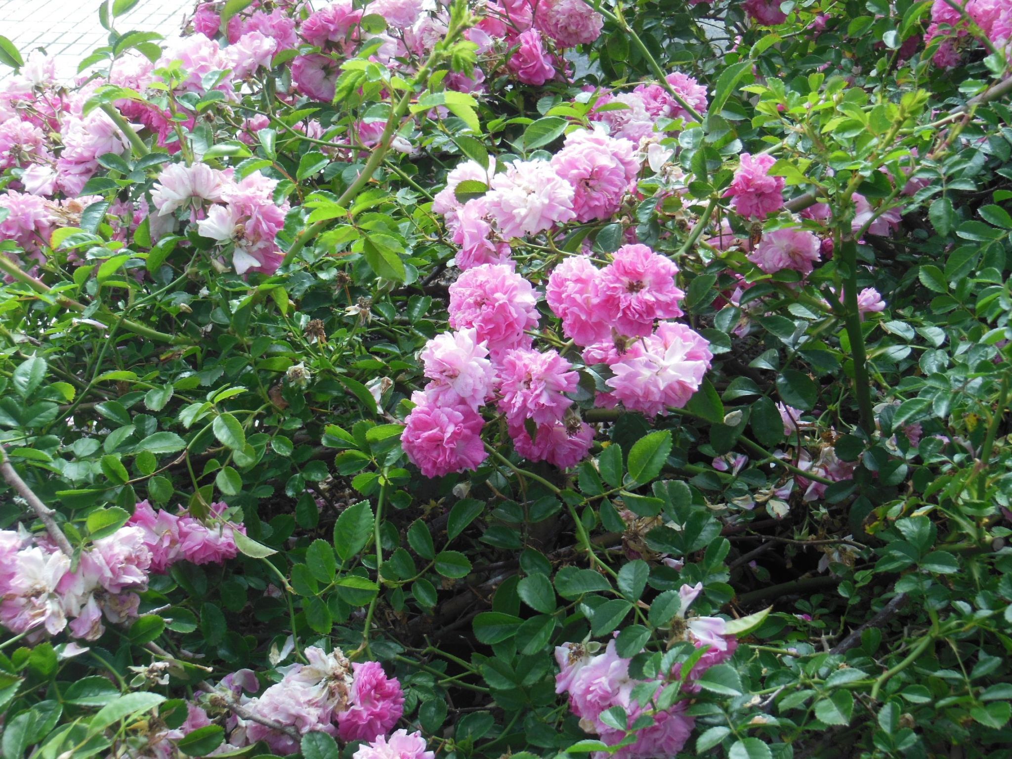 Traditionelles kanarisches Landhaus-Outside