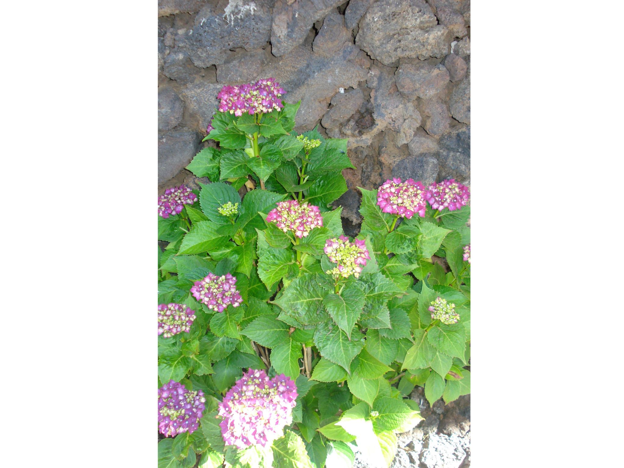 Traditionelles kanarisches Landhaus-Outside