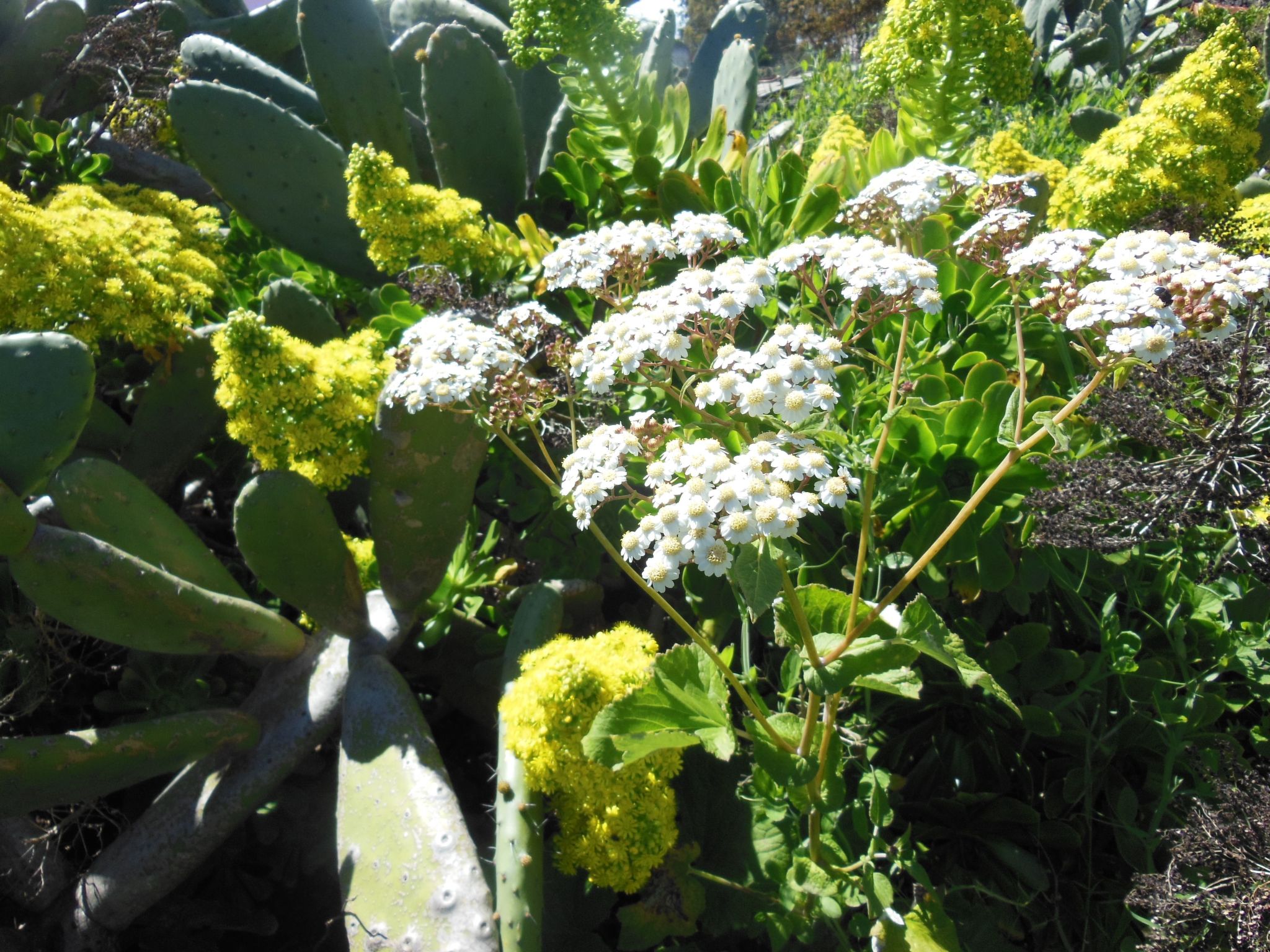 Traditionelles kanarisches Landhaus-Outside