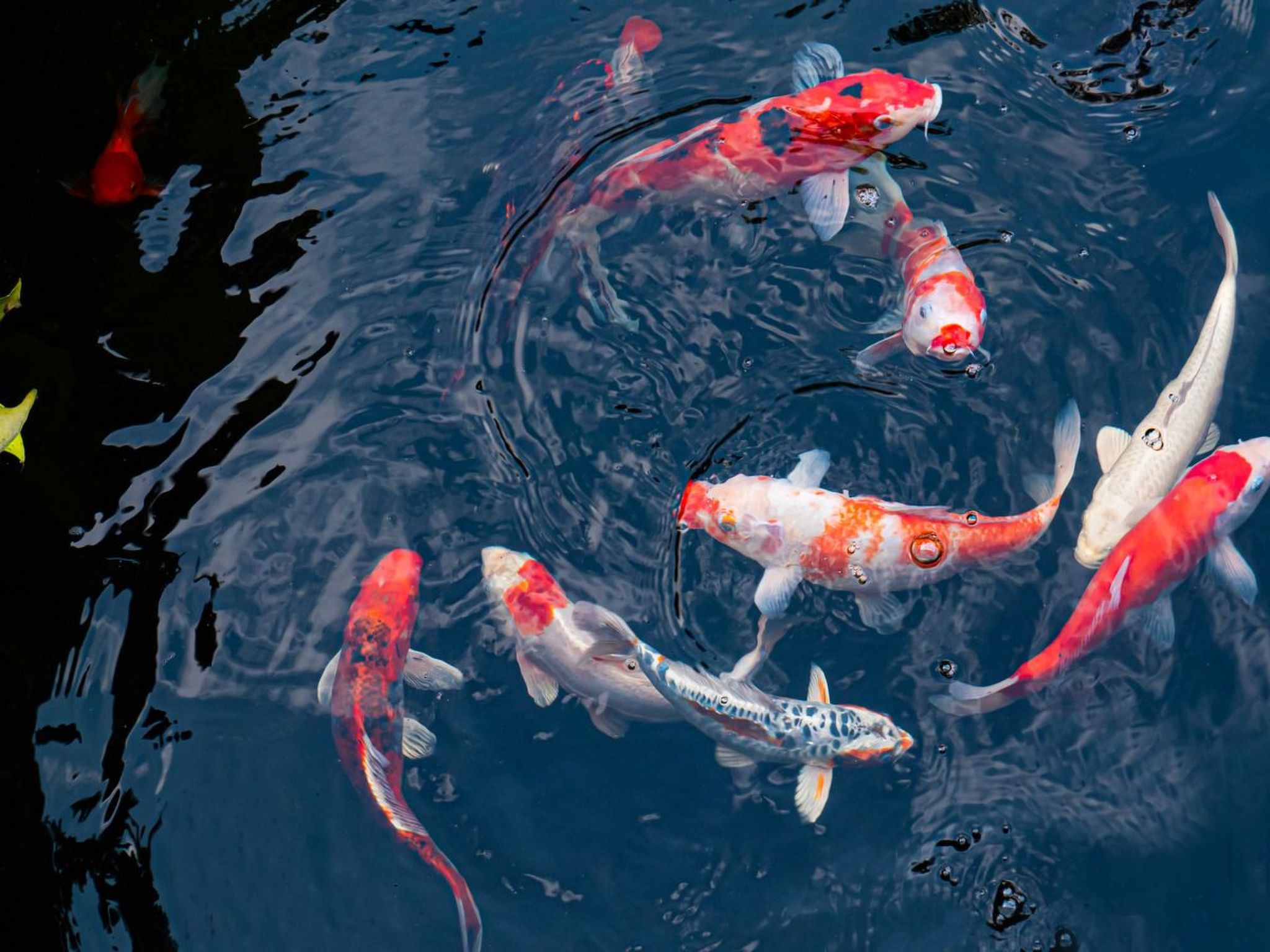 Photo of 5-Suiten Madrid Villa Oasis, Schwimmbad-Spa, Fitnessraum, Club