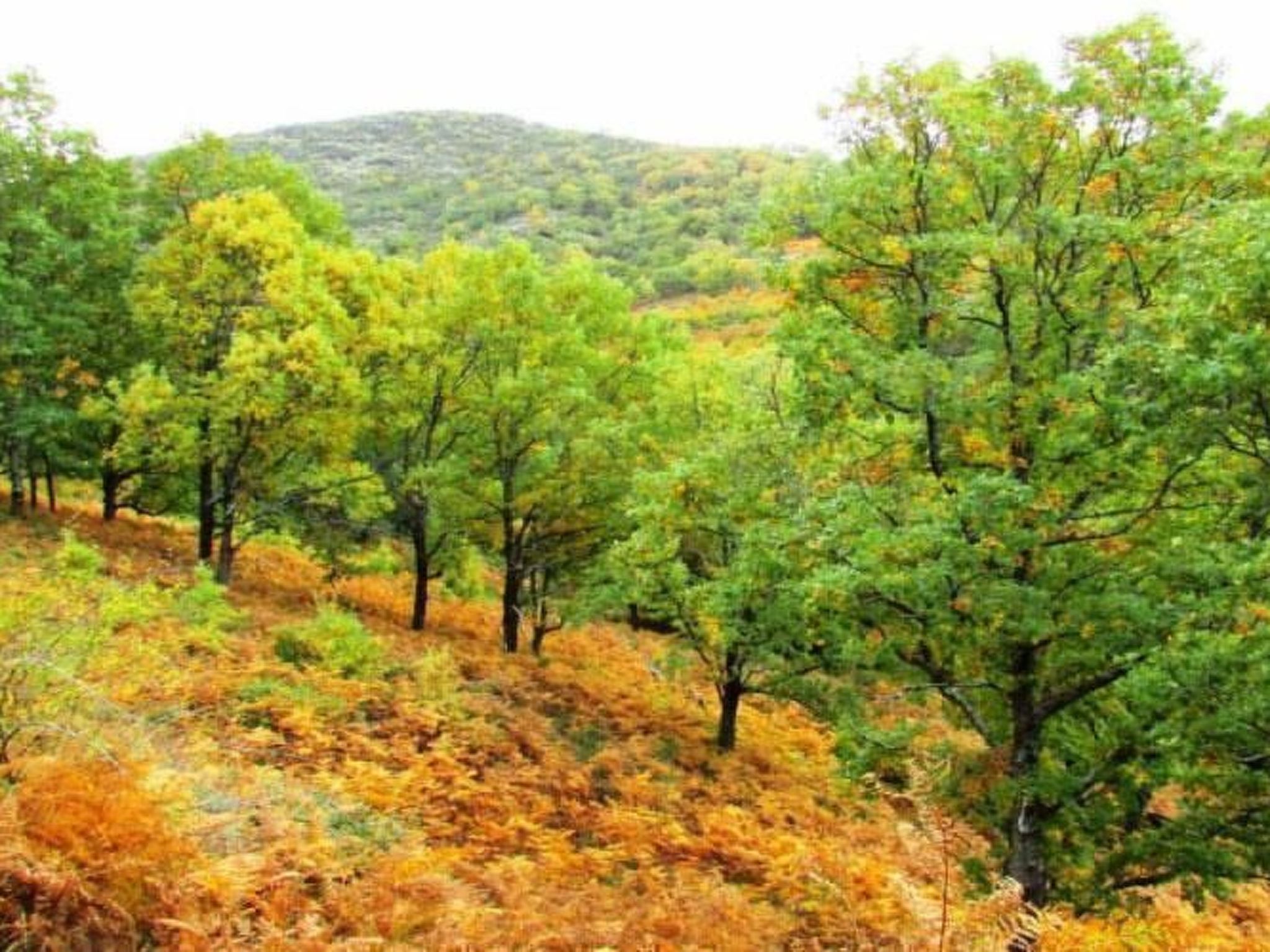 25