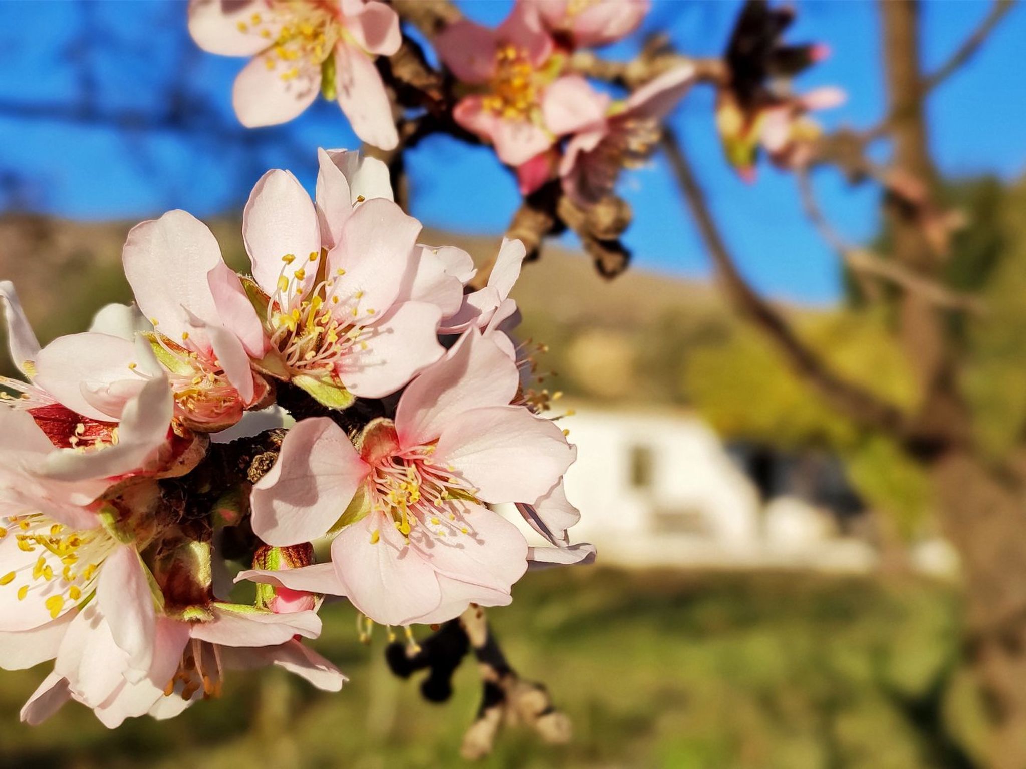 Gemütliches Haus mit Schwimmbad in La Alpujarra - Buiten