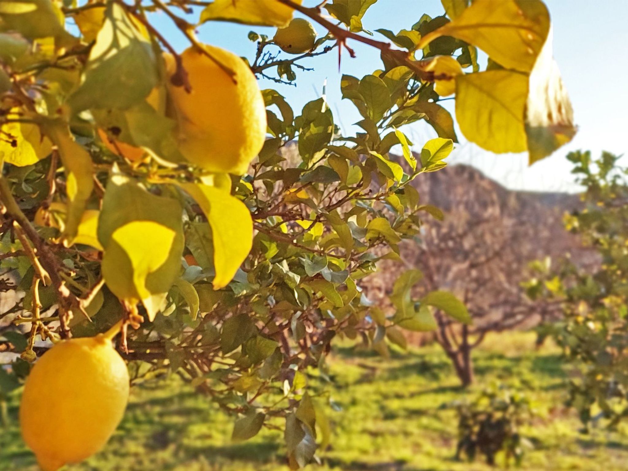 Gemütliches Haus mit Schwimmbad in La Alpujarra - Buiten
