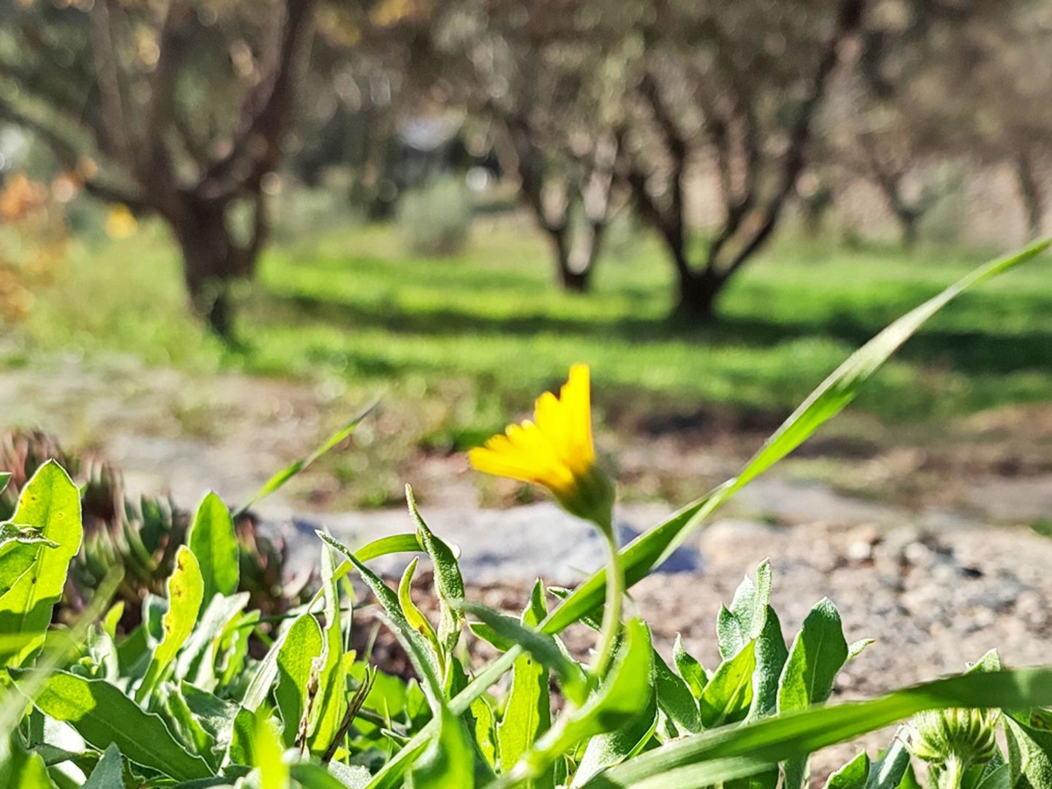 Gemütliches Haus mit Schwimmbad in La Alpujarra - Buiten