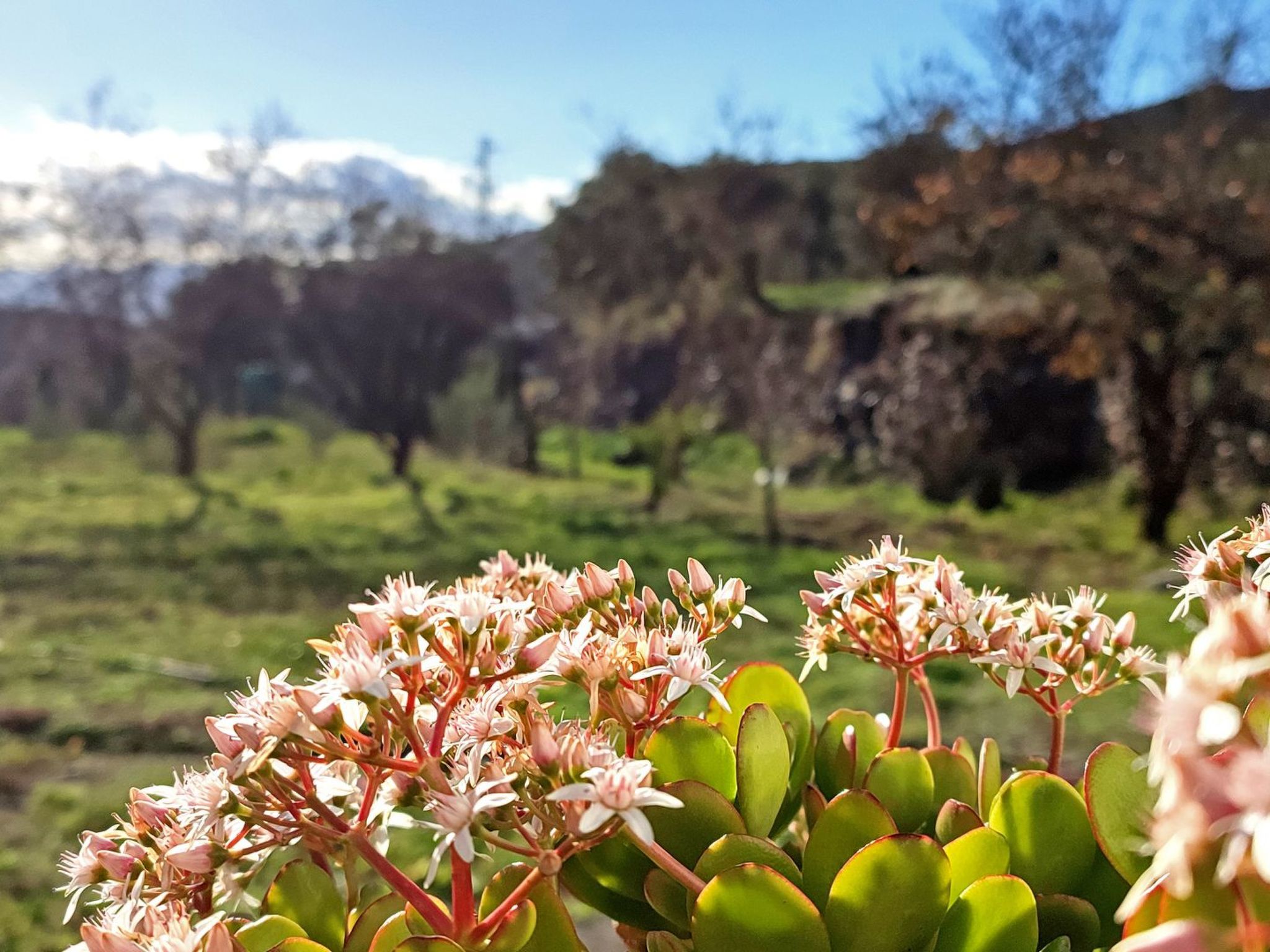 Gemütliches Haus mit Schwimmbad in La Alpujarra - Buiten