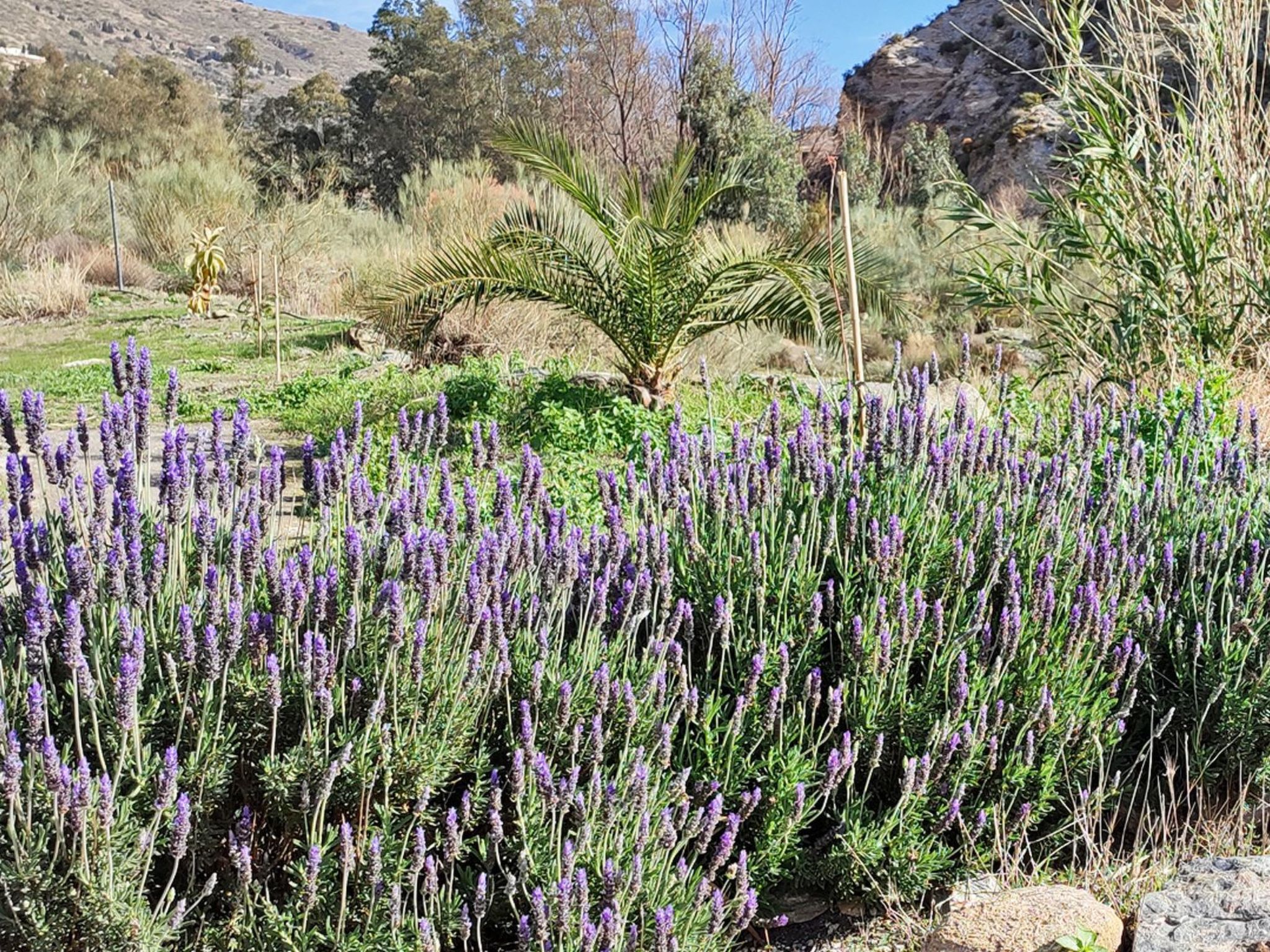 Gemütliches Haus mit Schwimmbad in La Alpujarra - Buiten