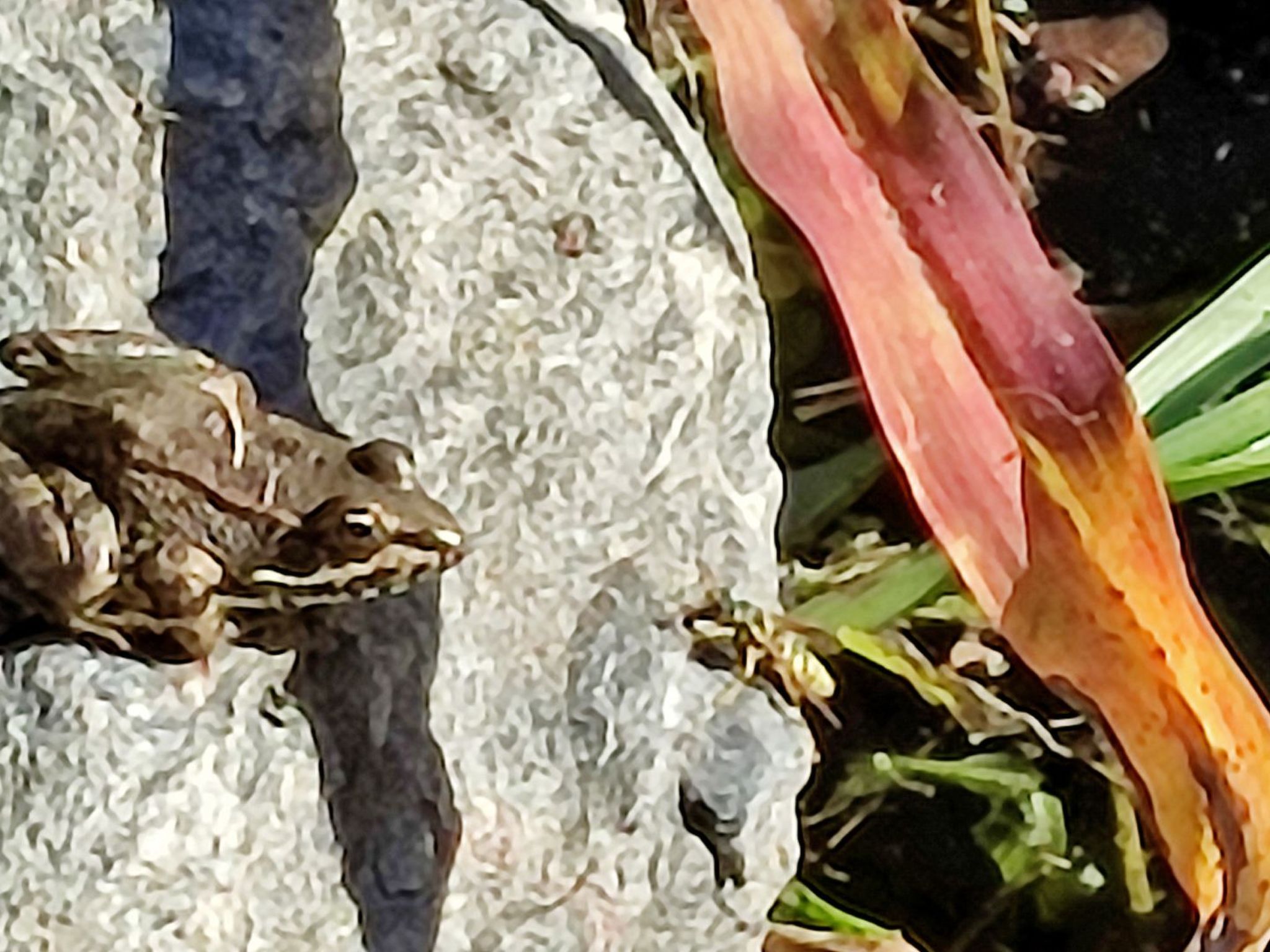 Gemütliches Haus mit Schwimmbad in La Alpujarra - Buiten