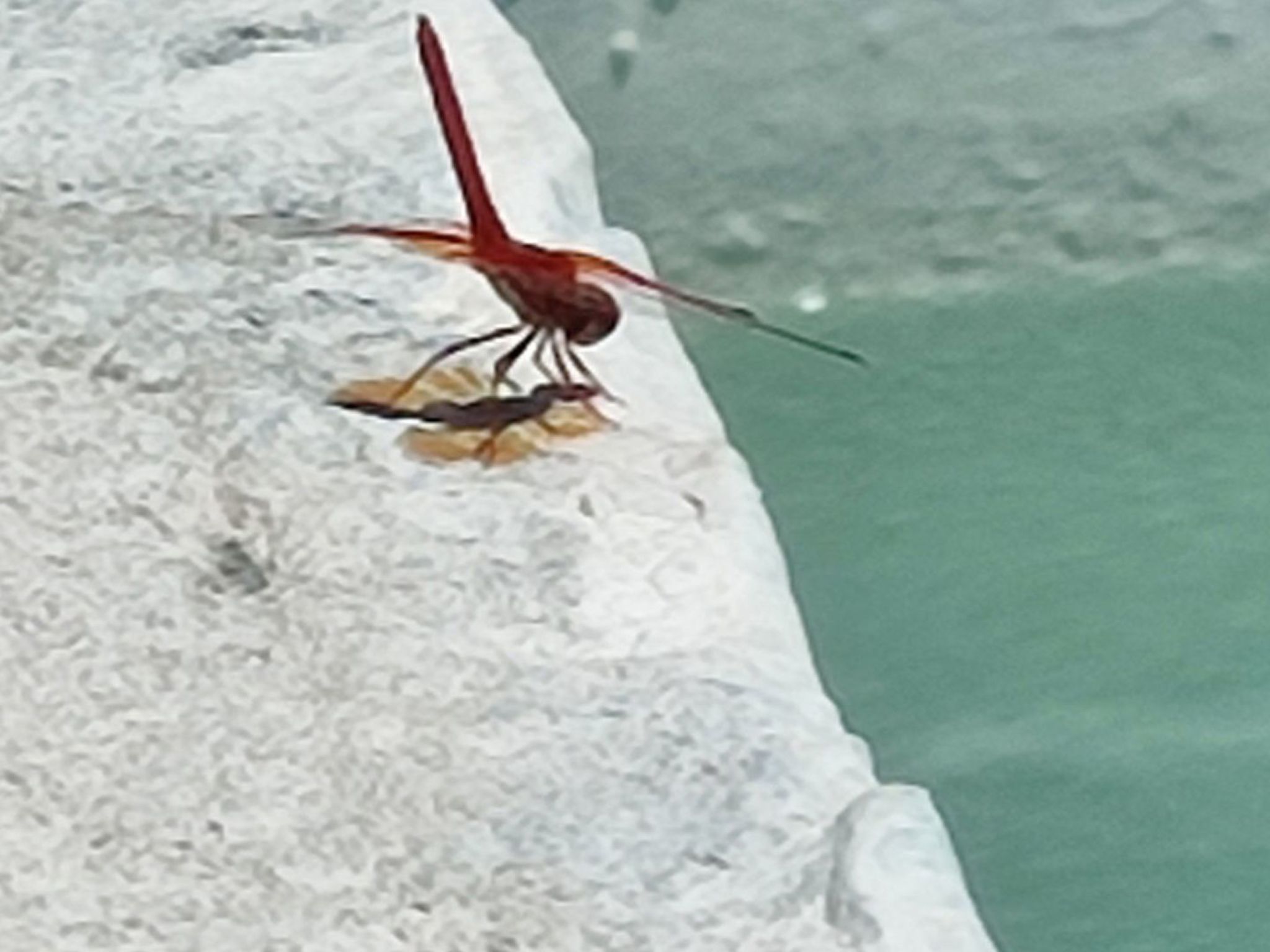 Gemütliches Haus mit Schwimmbad in La Alpujarra - Buiten