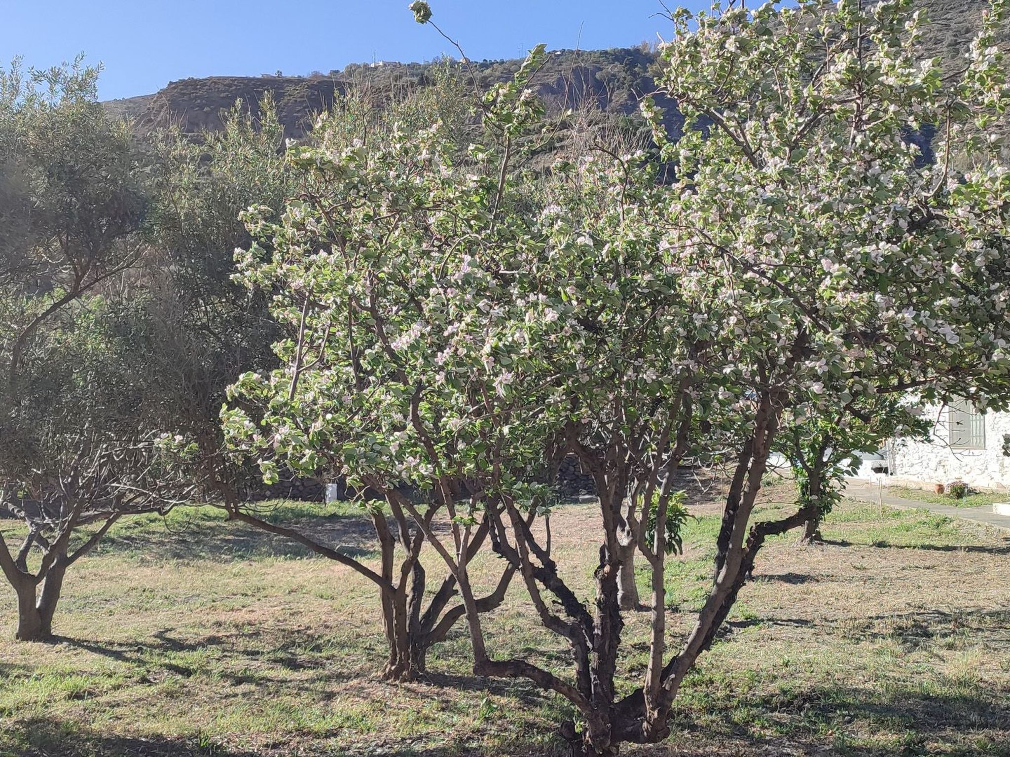 Gemütliches Haus mit Schwimmbad in La Alpujarra - Buiten