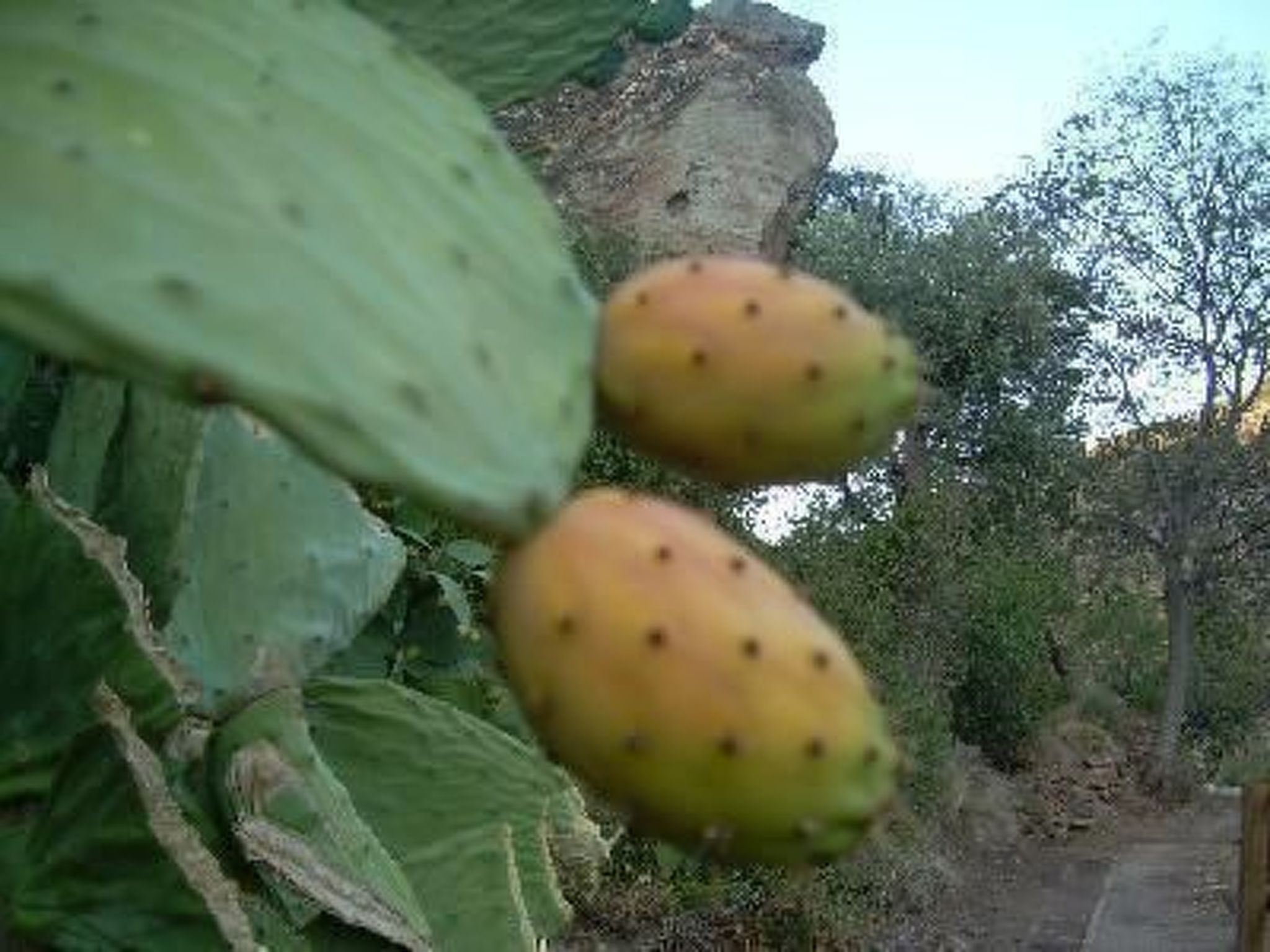 Casa Picachico-Image-tags.info