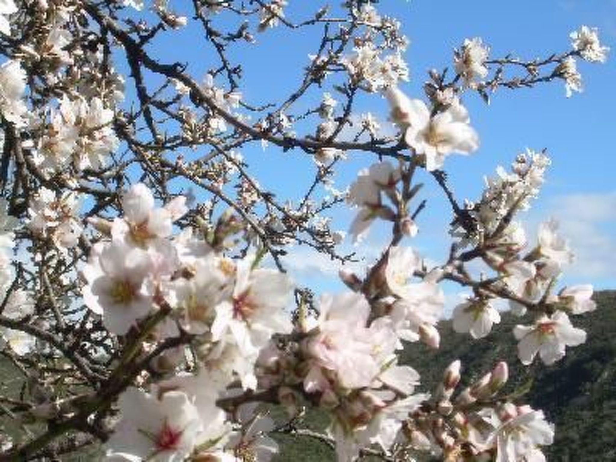 Casa Picachico-Image-tags.info