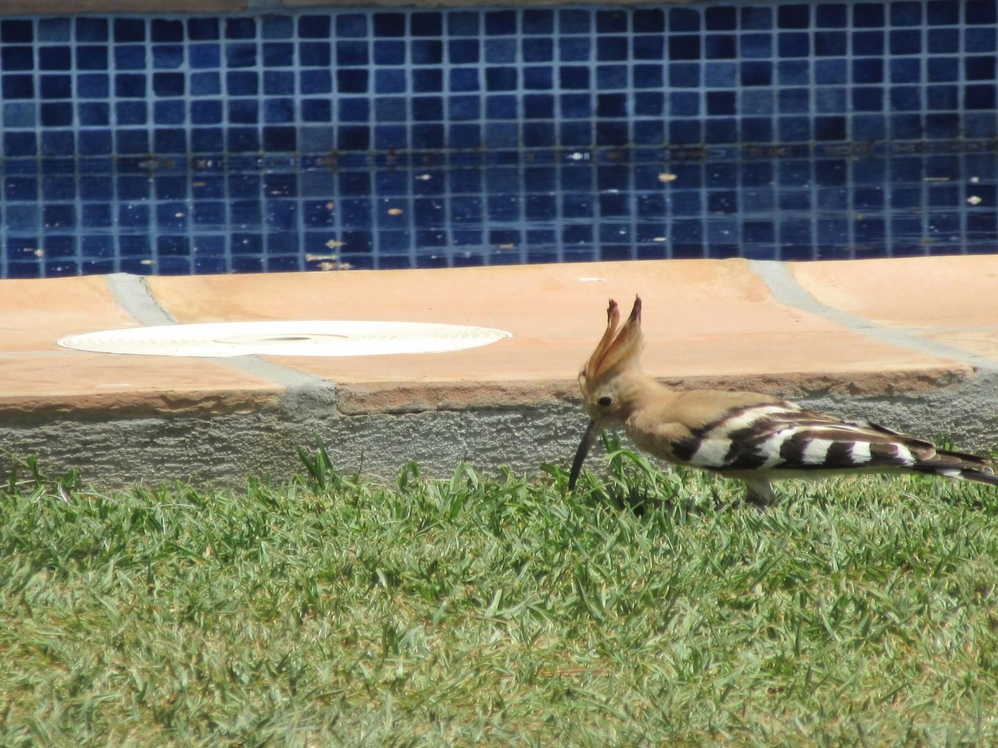 Schöne Villa für 6 Personen mit Schwimmbad-Binnen