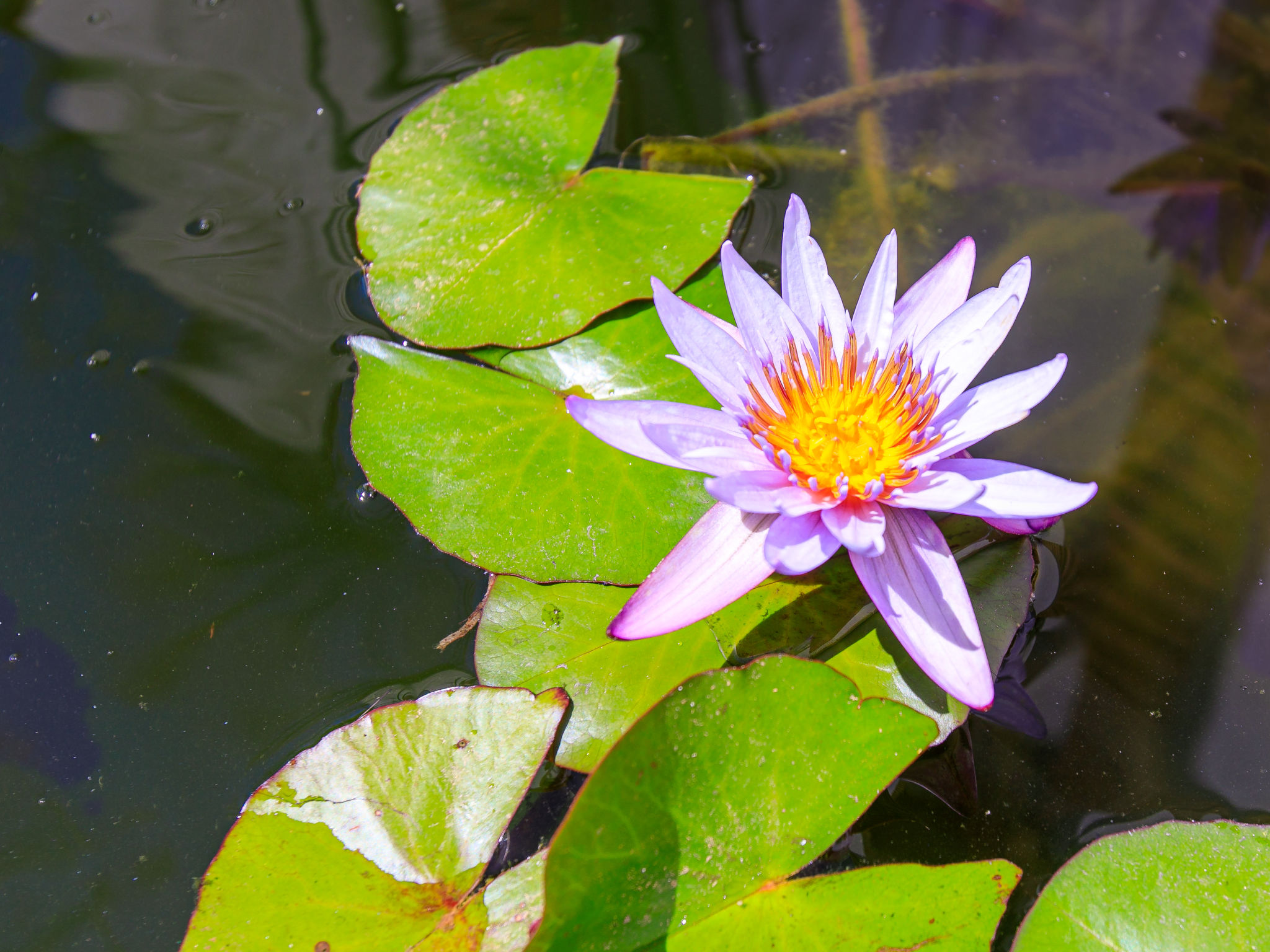 Lotus - Outside