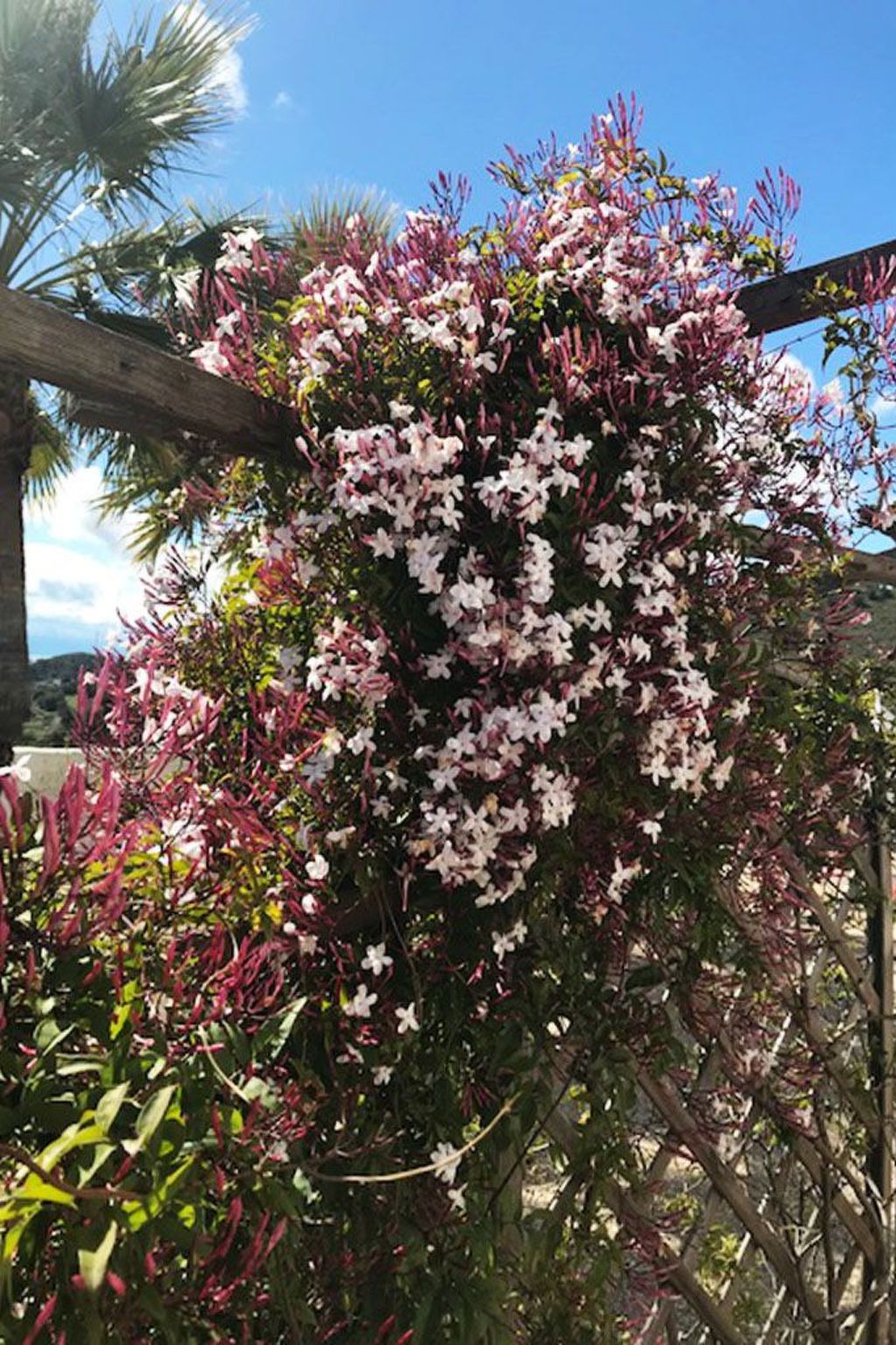 Casa Palmeras in Sayalonga mit Gepflegtem Garten-Drinnen