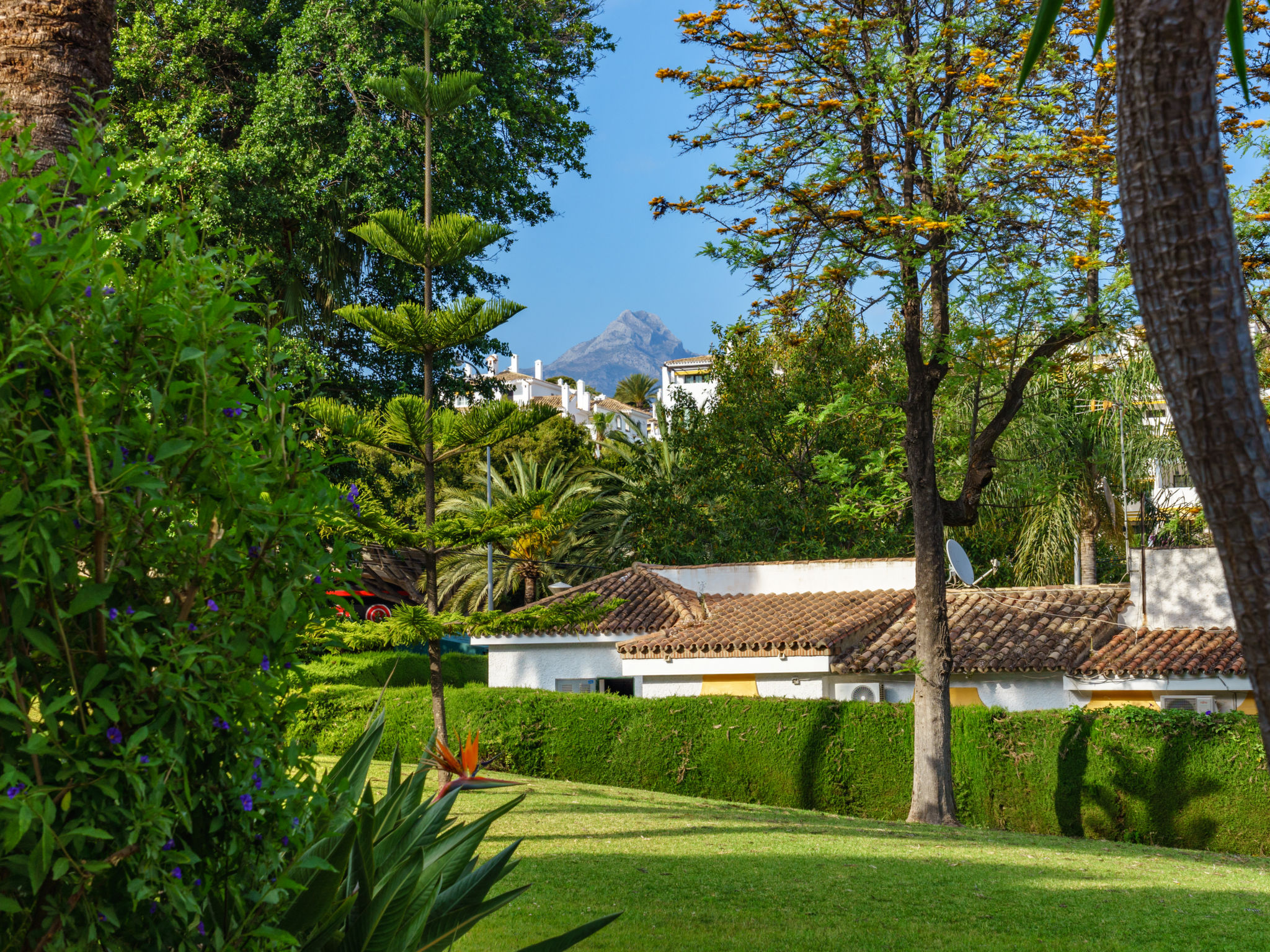 Photo of Esencia de jazmin