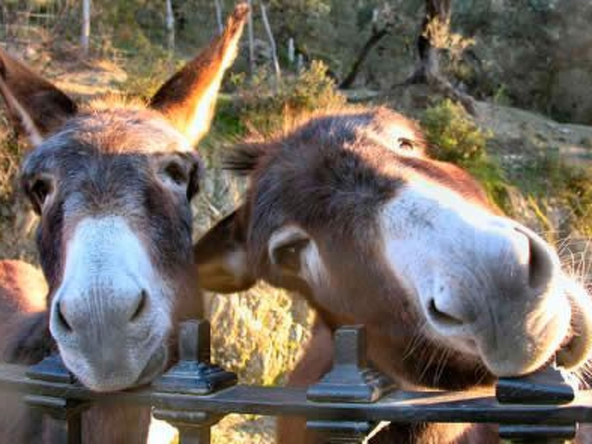 Schönes Steinhaus El Aquila-Image-tags.info