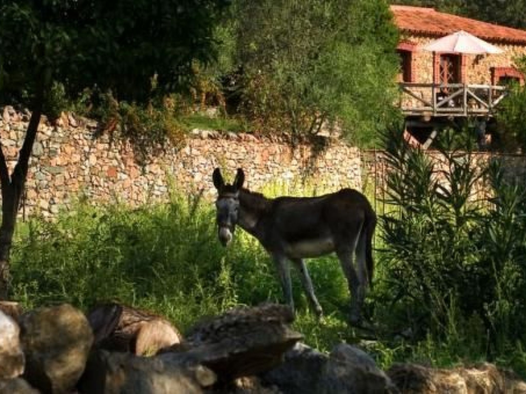 Finca "Zoya" mit Bergblick - Buiten